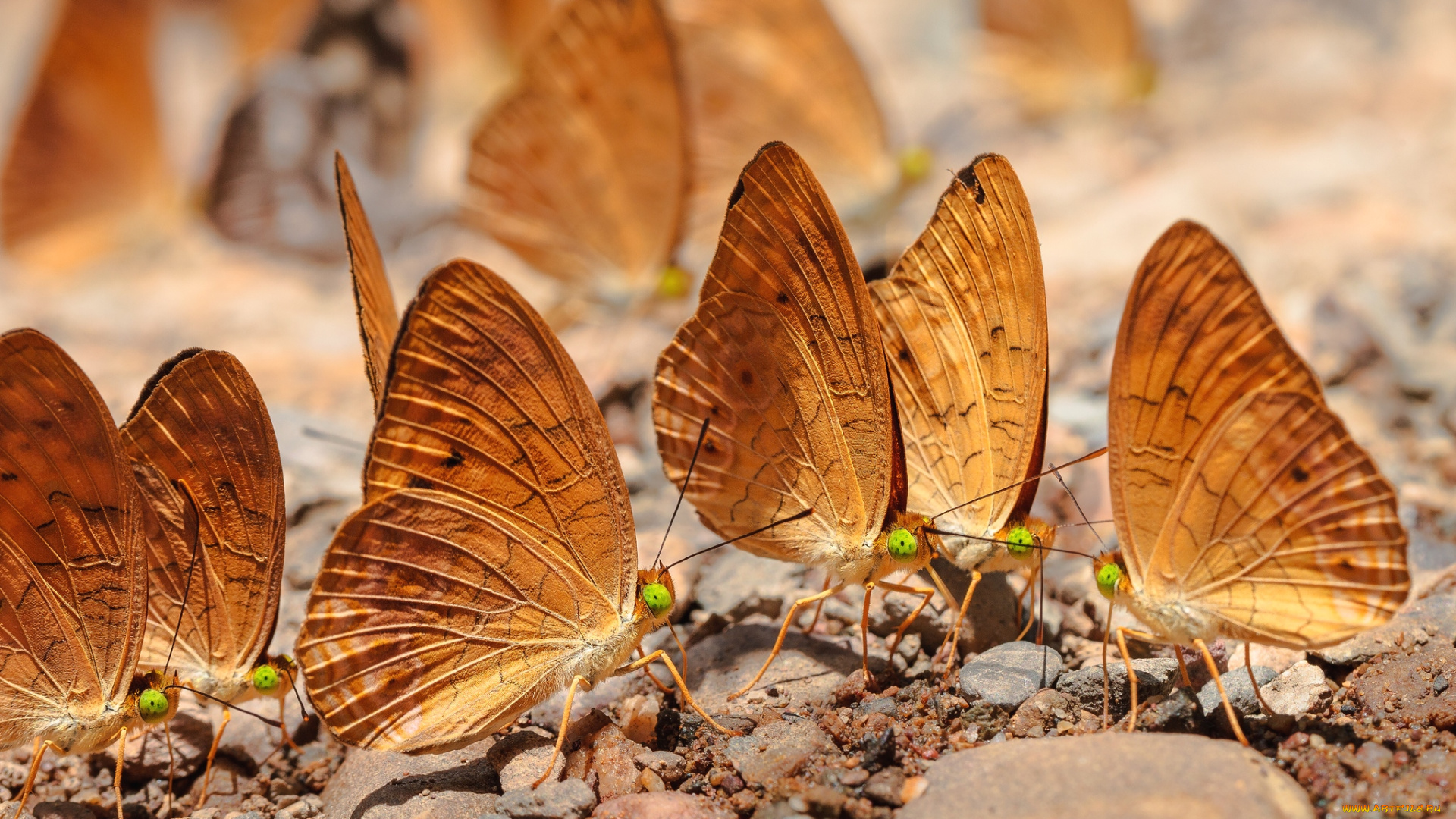 животные, бабочки, крылья