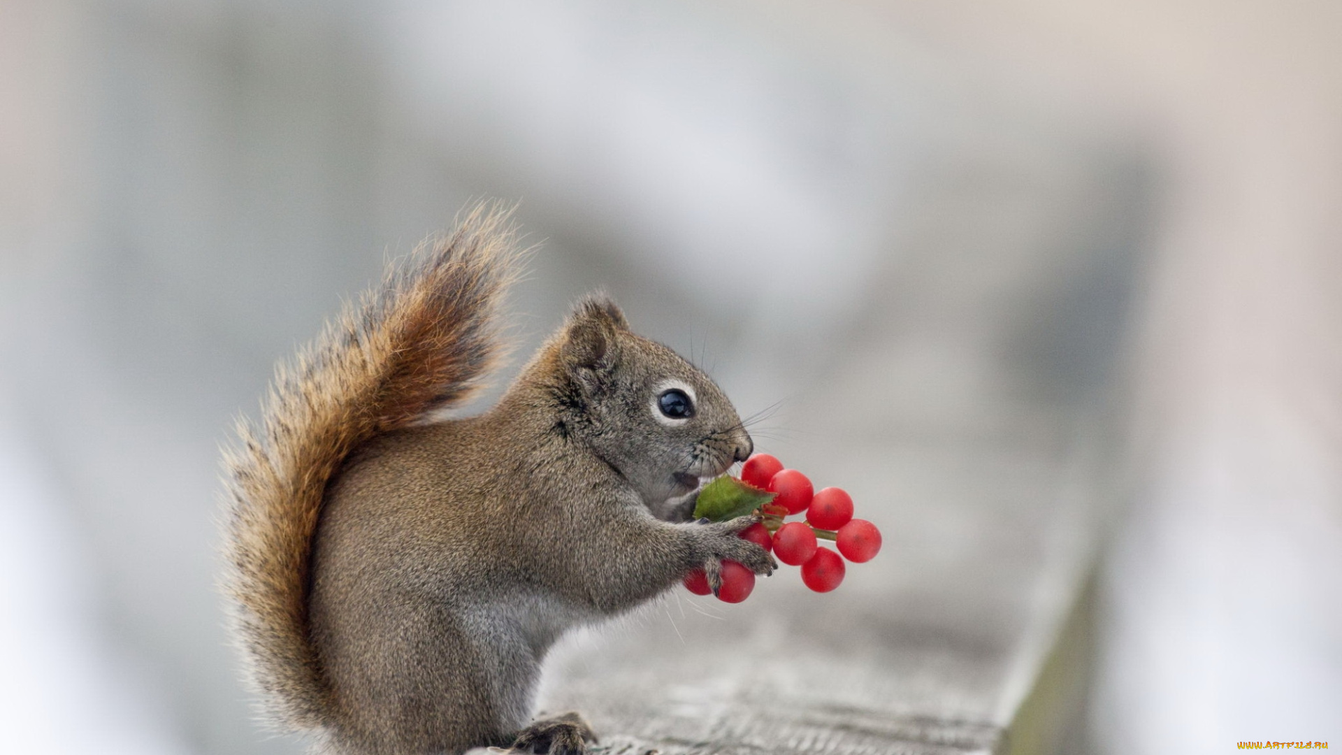 животные, белки, белка, ягоры, макро, природа