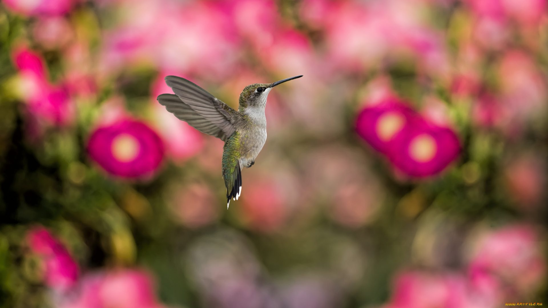 животные, колибри, полет, камелии