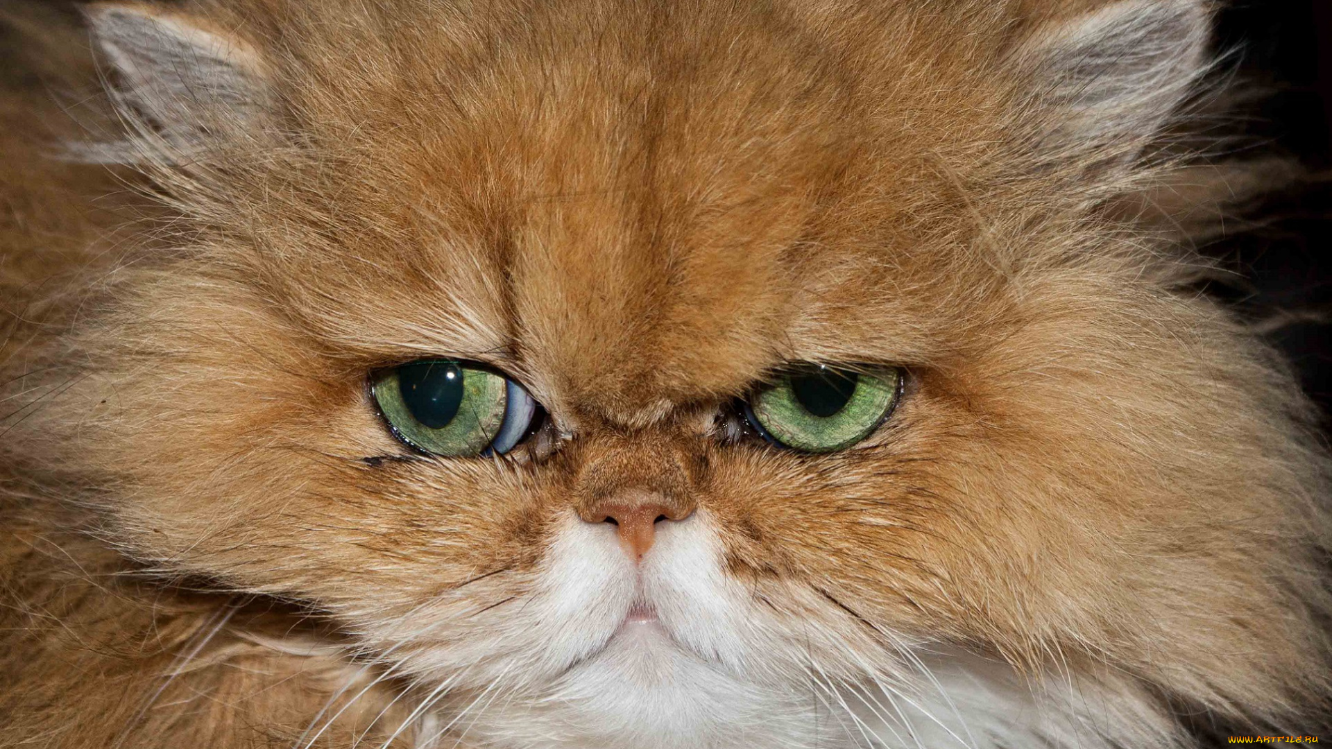 животные, коты, киса, рыжая, зеленоглазая, морда, портрет
