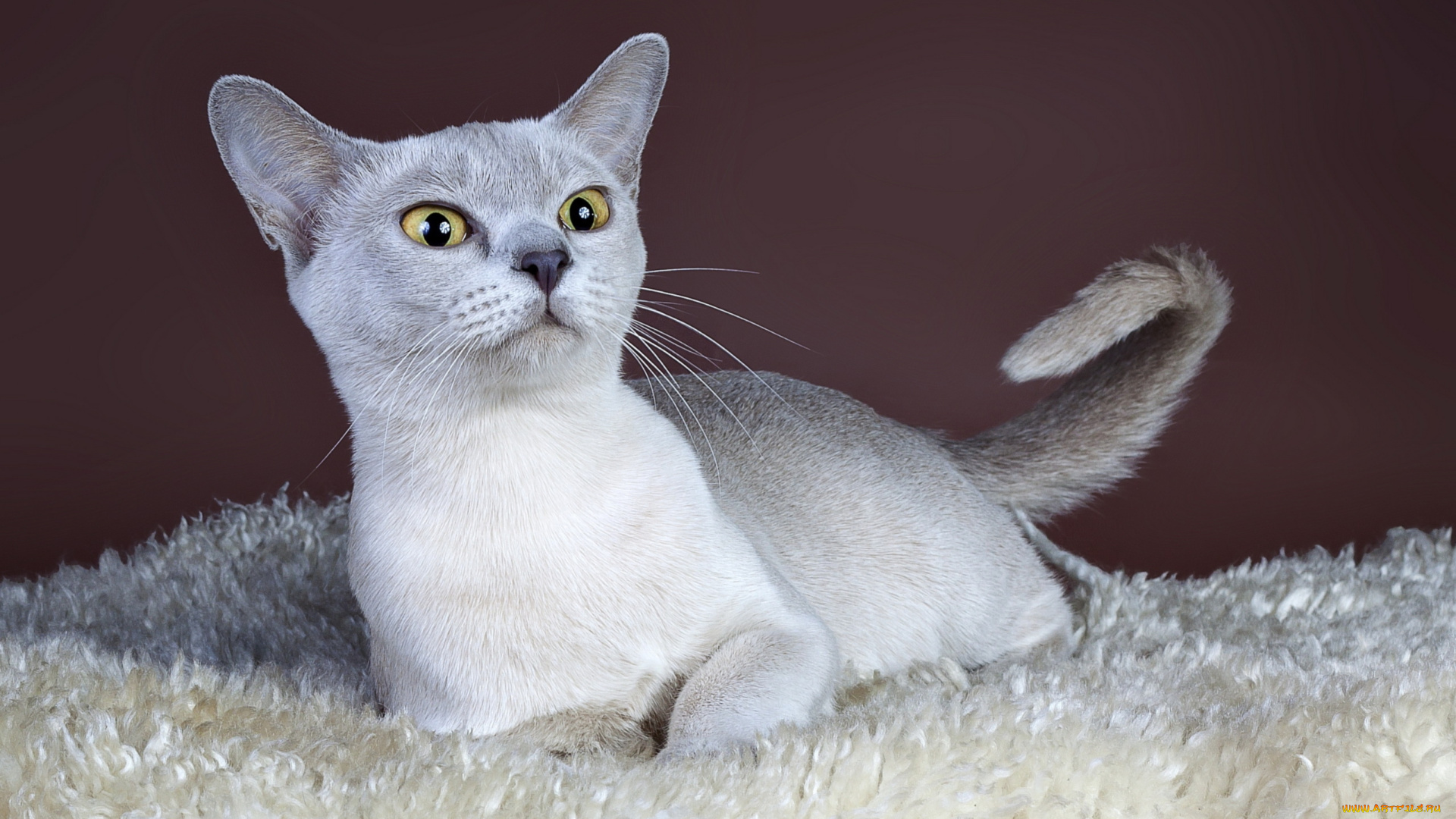 животные, коты, кошка, взгляд, фон