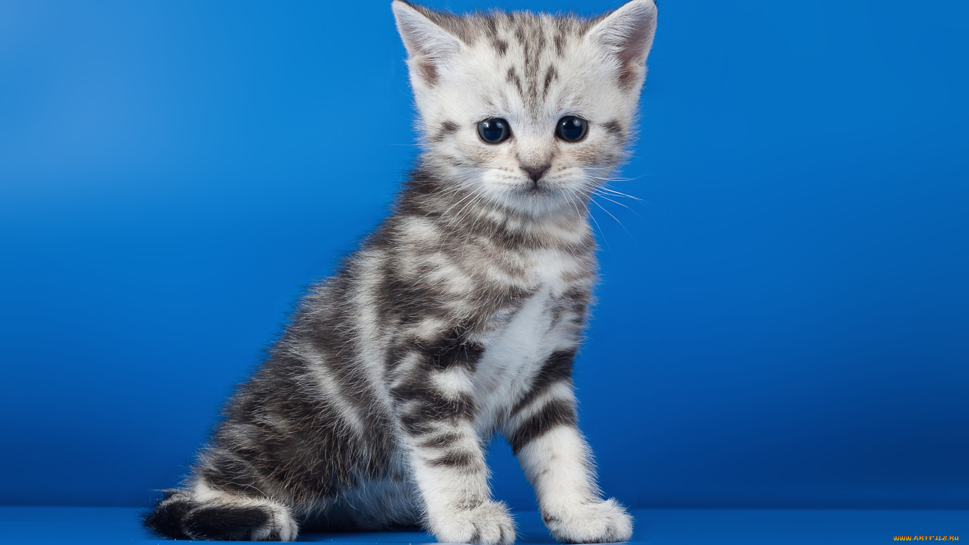 животные, коты, котейка