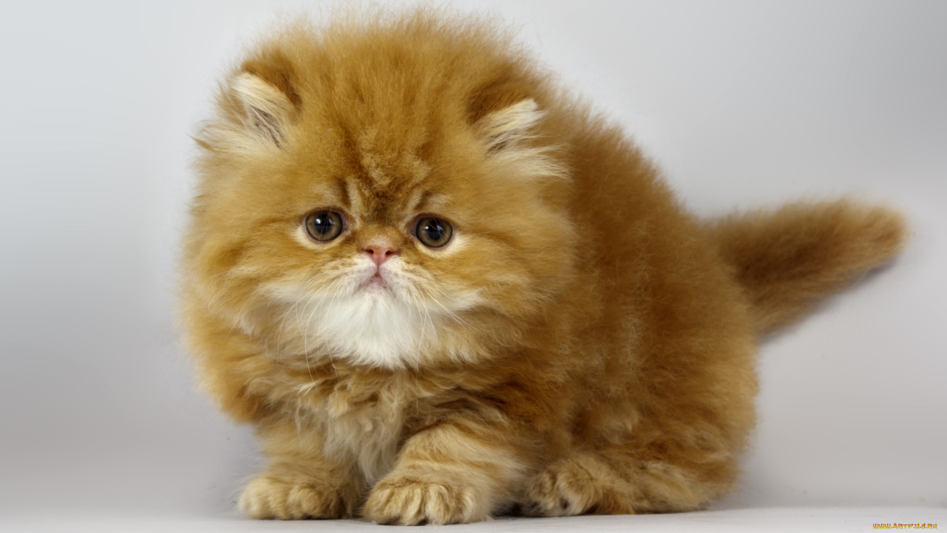 животные, коты, рыжик