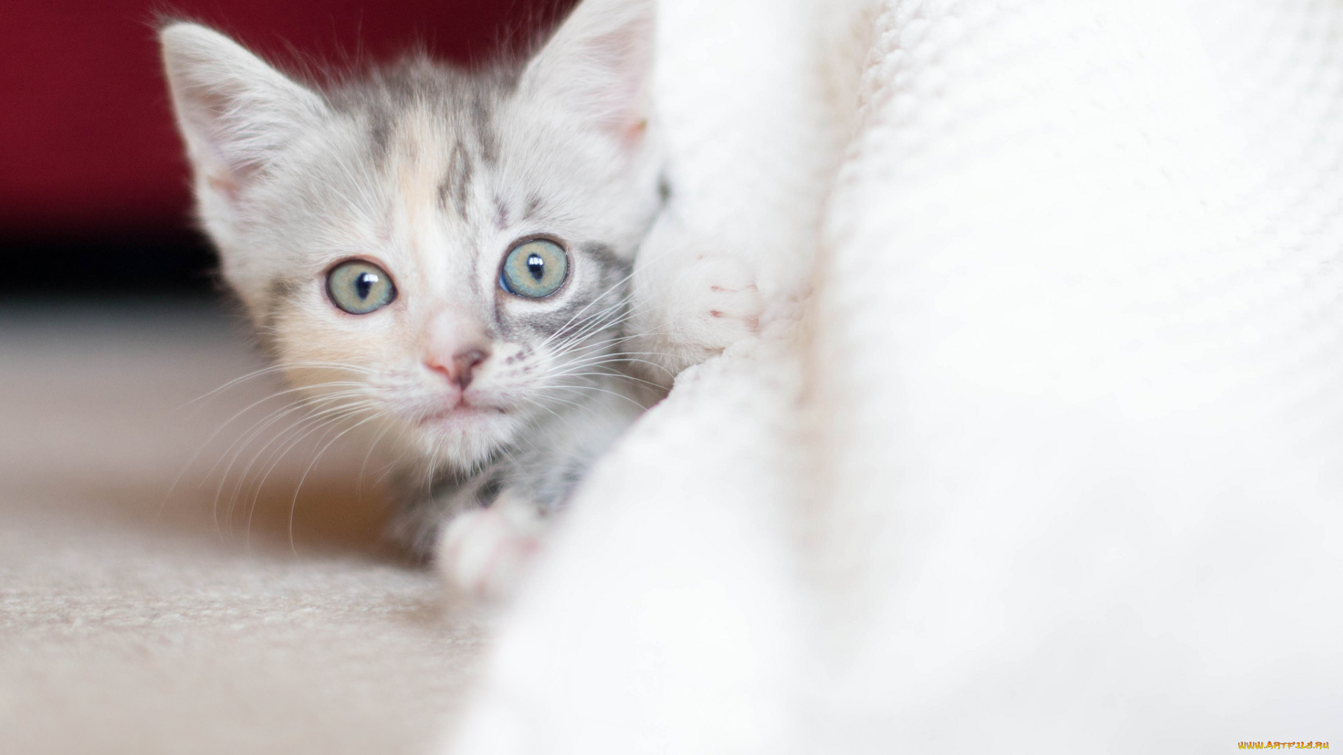 животные, коты, взгляд, малыш, трехцветный, котенок