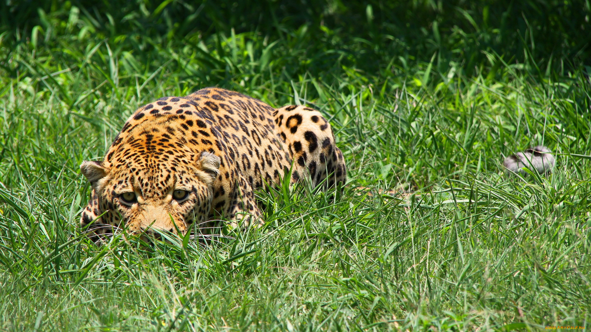 животные, леопарды, морда, леопард, притаился, трава, хищник