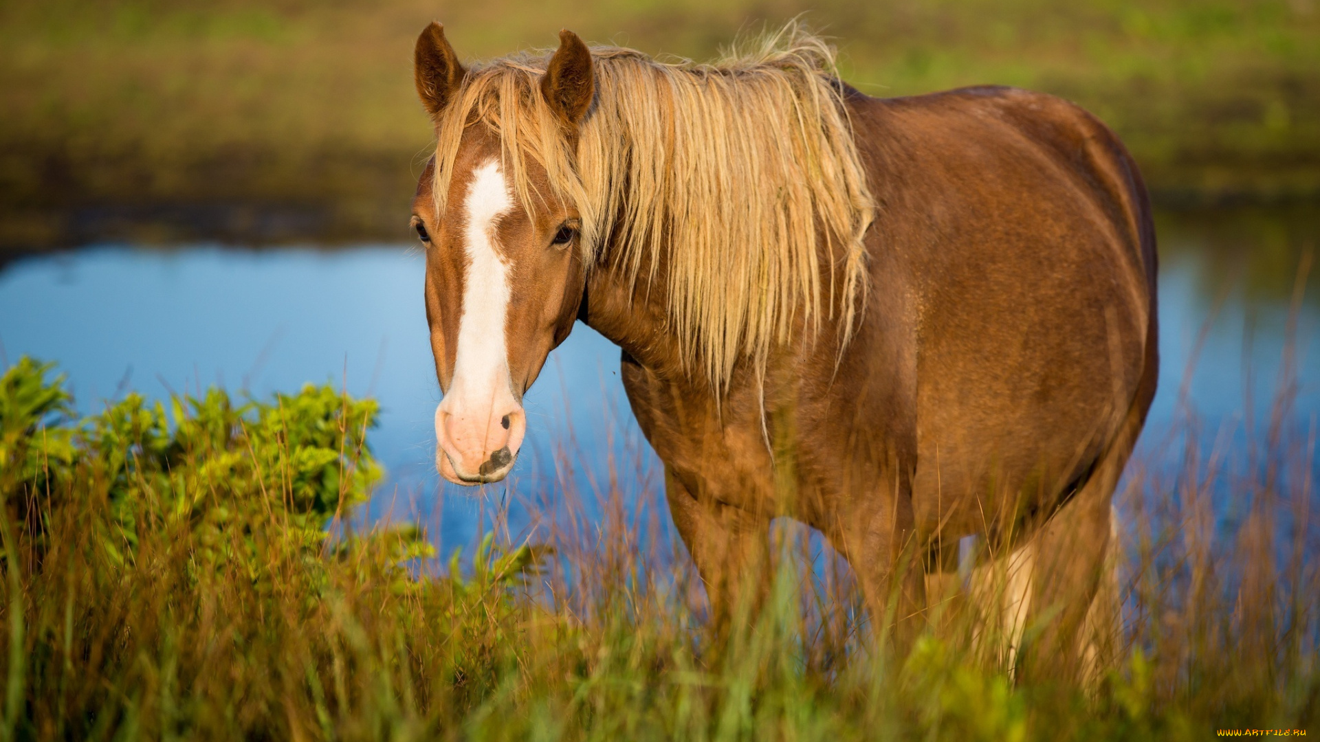 животные, лошади, конь, морда, трава, пастбище