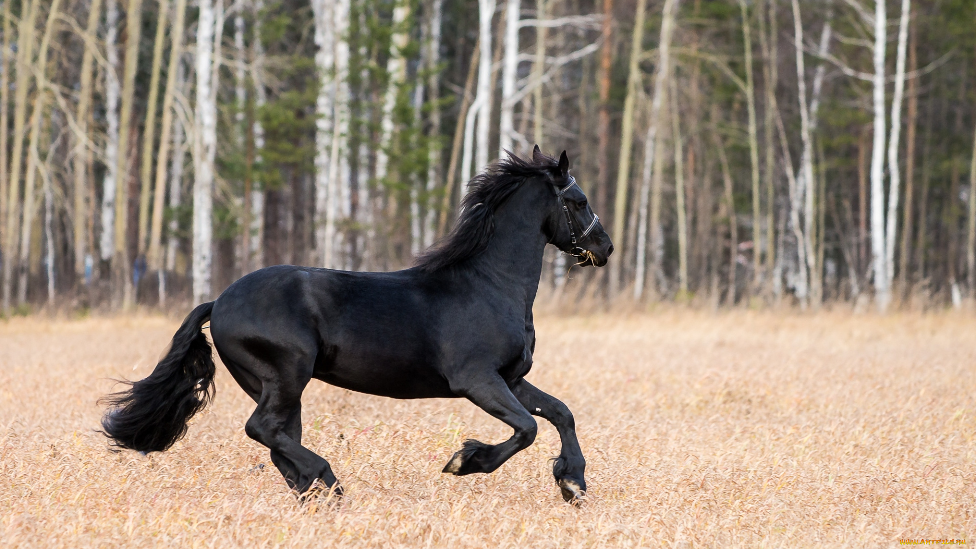 животные, лошади, вороной