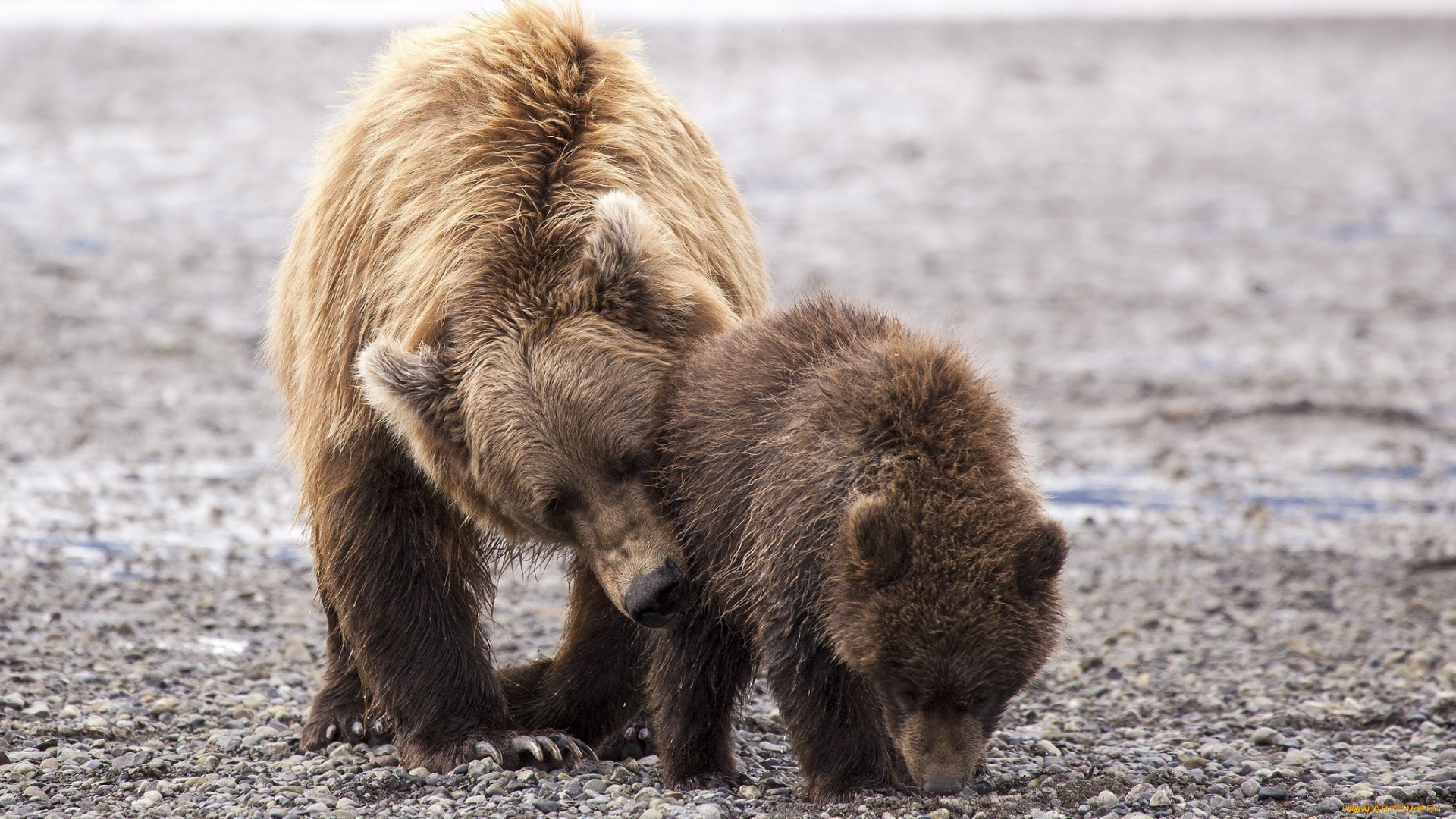 животные, медведи, мама, медвежонок, медведица, материнство, забота, пара, семья, детеныш, малыш
