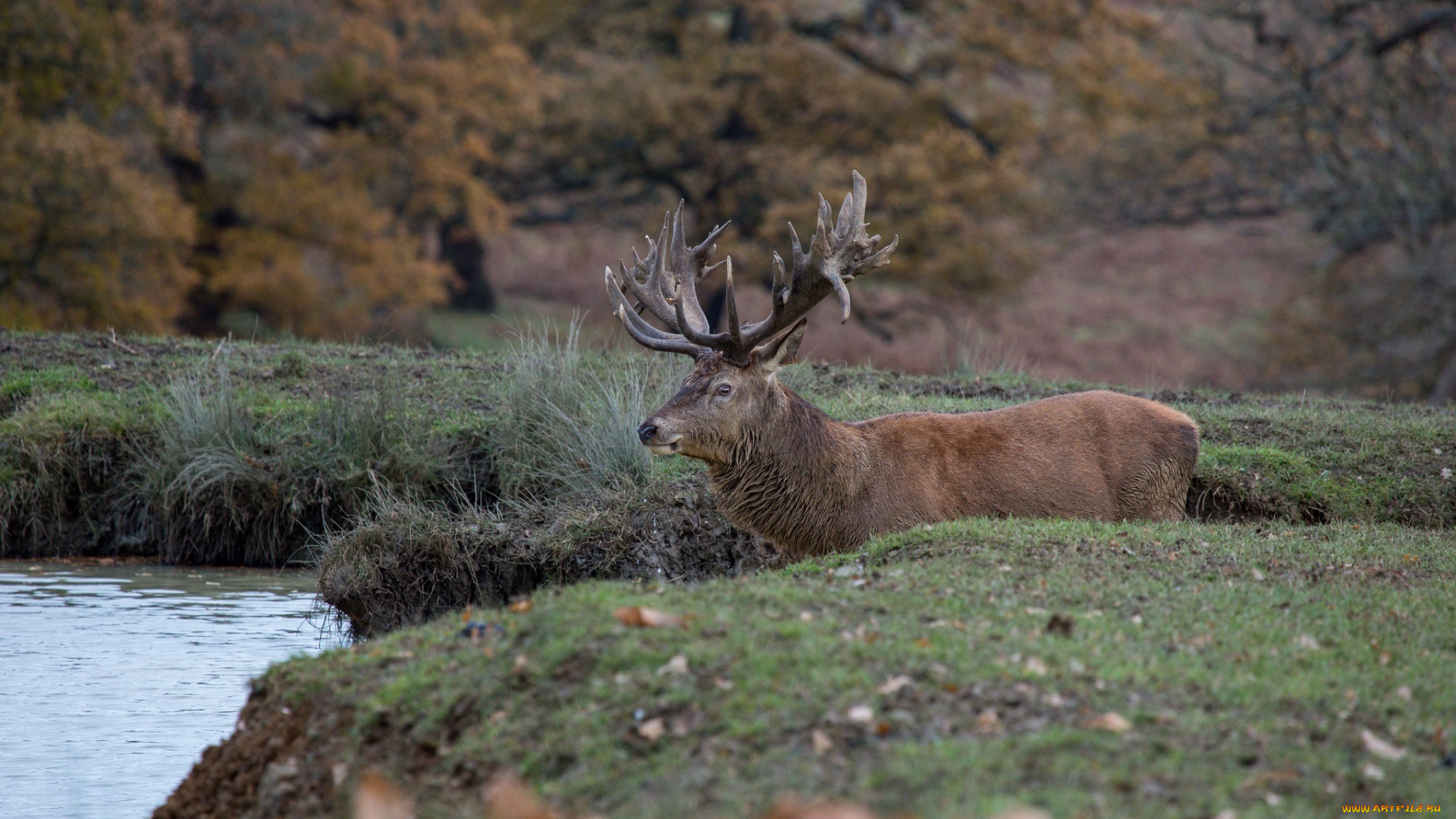 животные, олени, берег, лес, рога, красавец