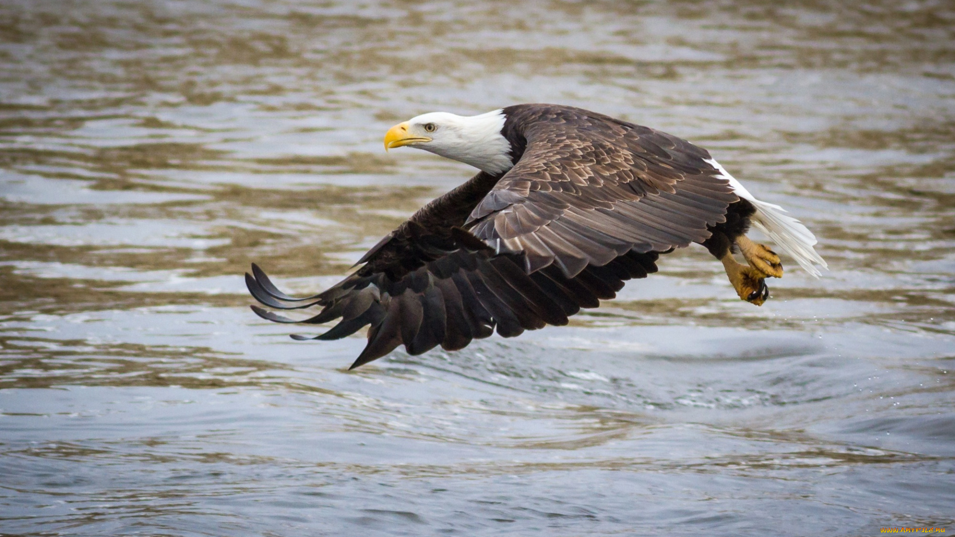 животные, птицы, -, хищники, крылья, хищник, орлан, полет, вода, река