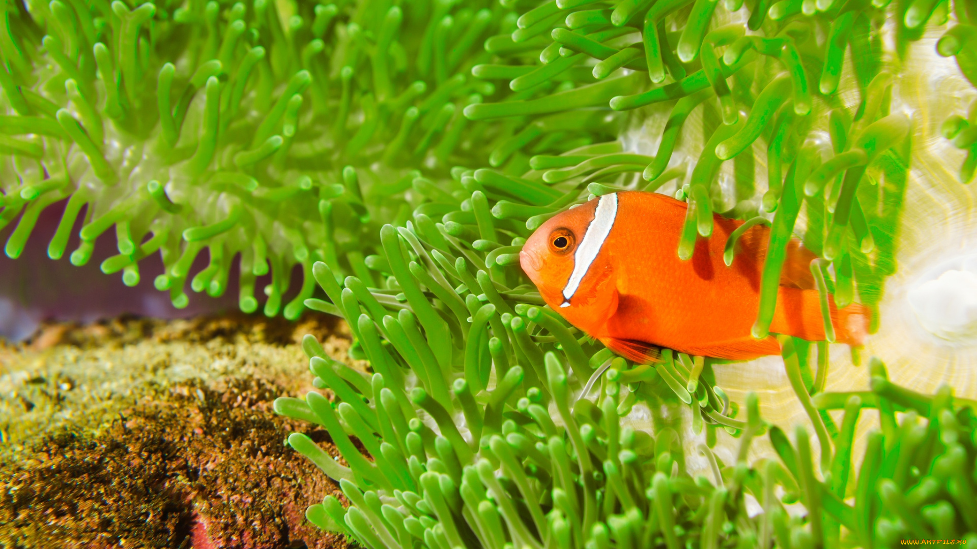 животные, рыбы, рыбка