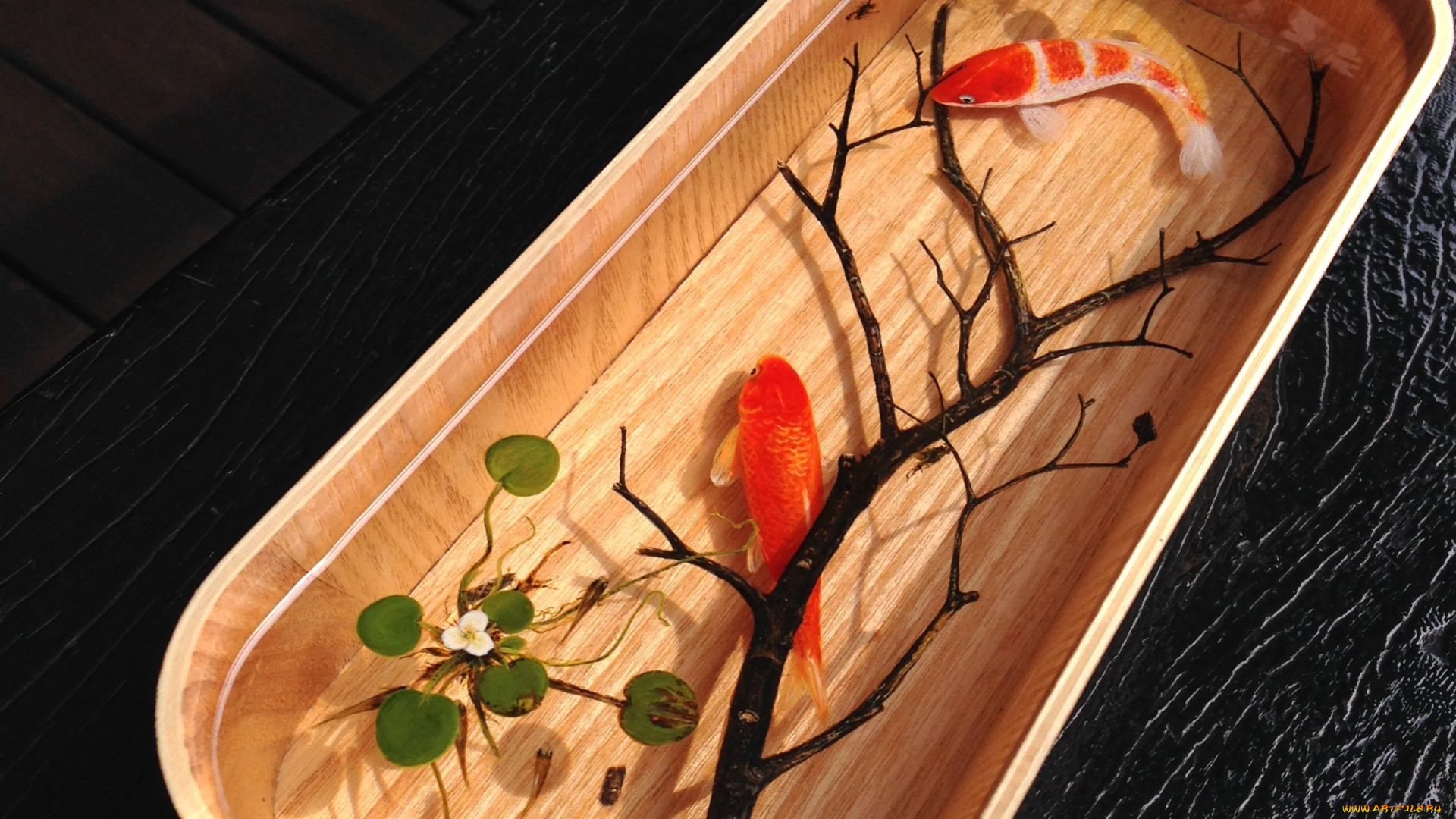 животные, рыбы, рыбки, емкость, вода, ветка, растения, золотые