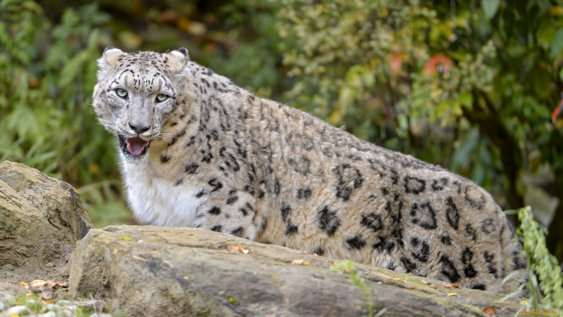 животные, снежный, барс, , ирбис