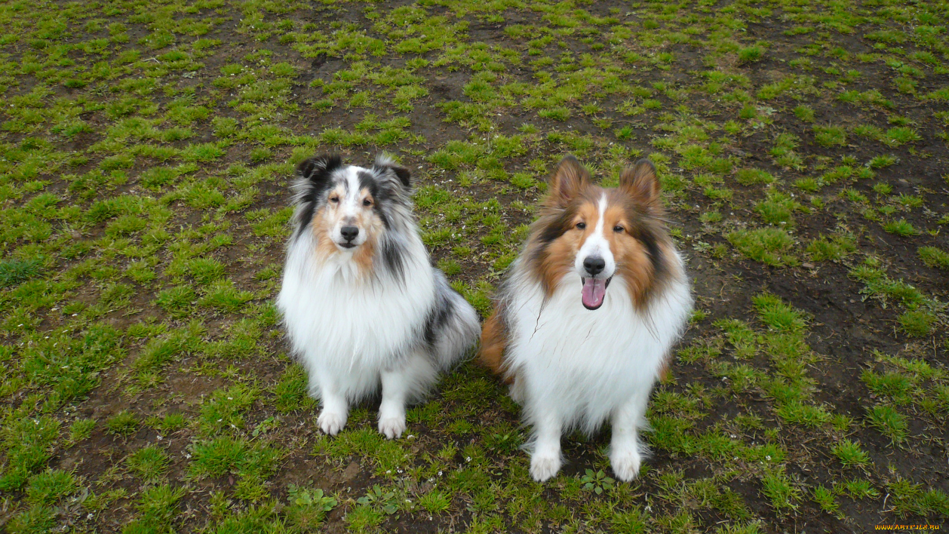 животные, собаки