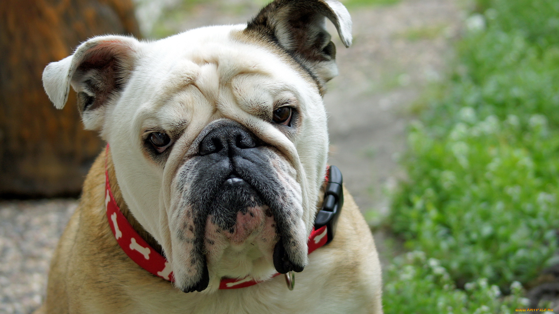 животные, собаки, bulldog