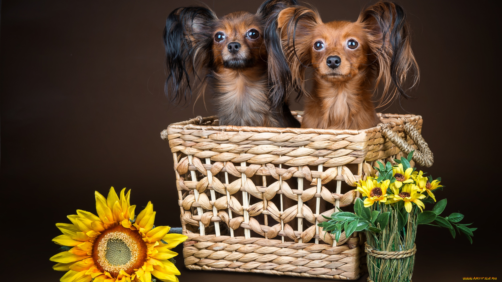животные, собаки, чихуахуа, корзина