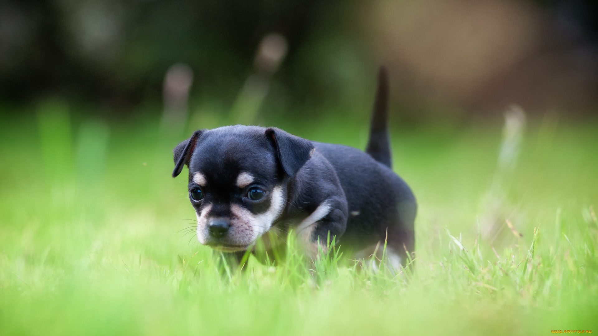 животные, собаки, щенок, собака, трава