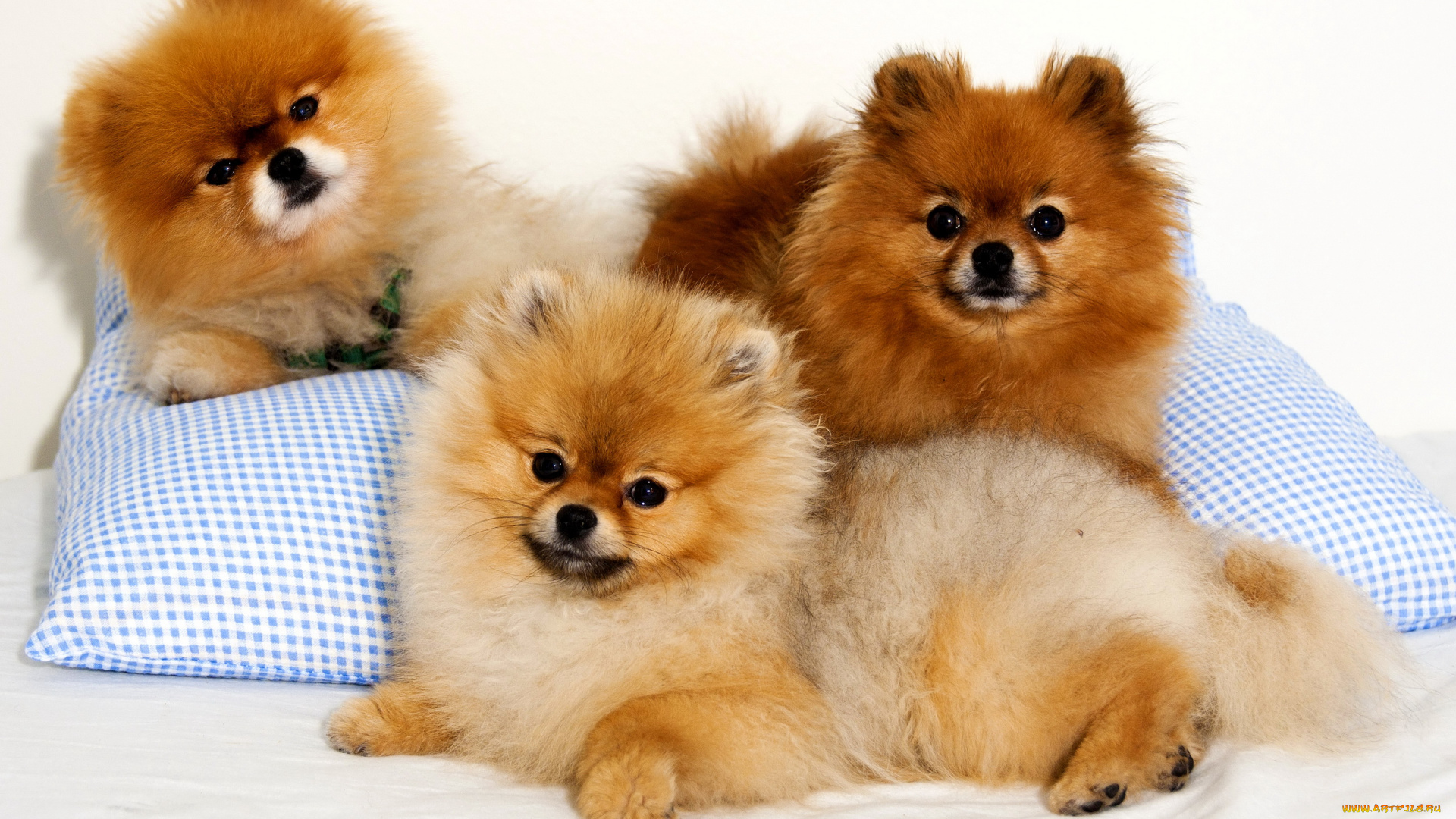 животные, собаки, шпиц, щенки