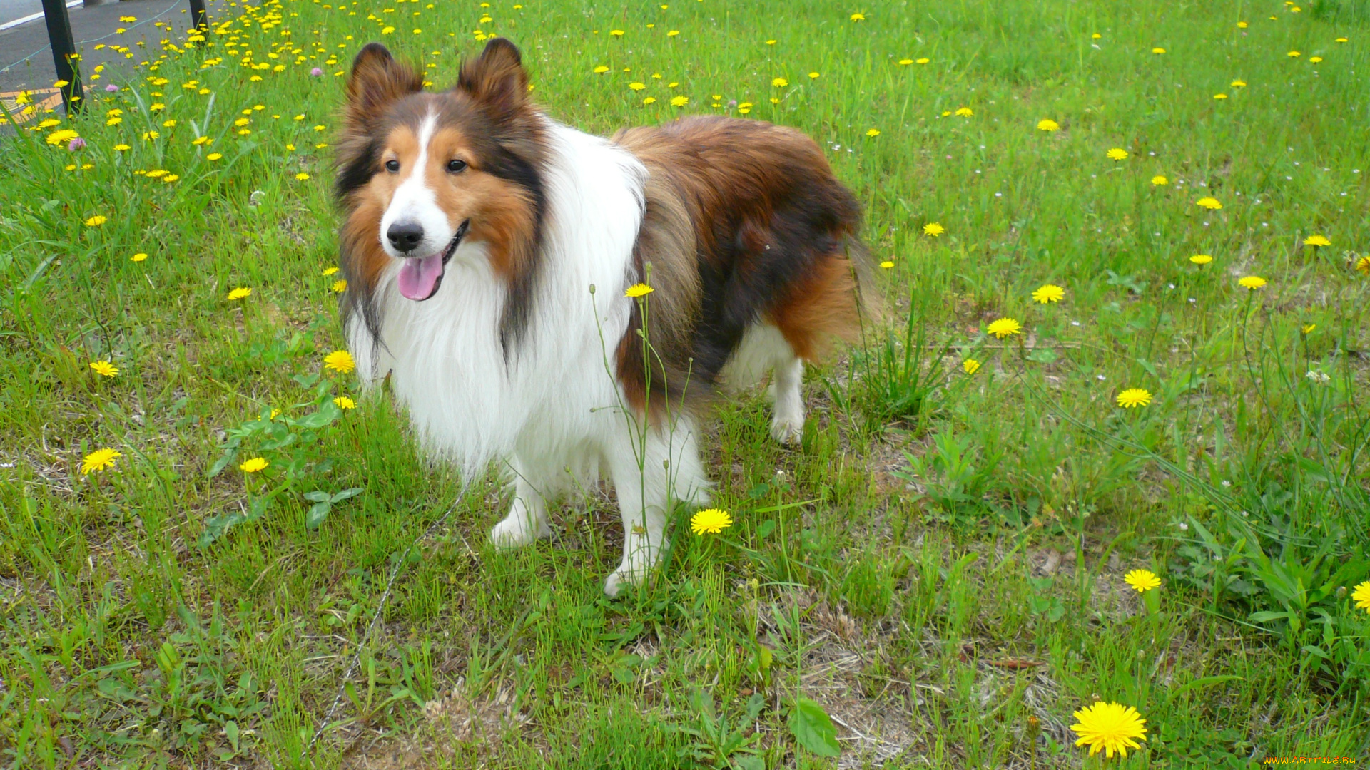 животные, собаки, собака