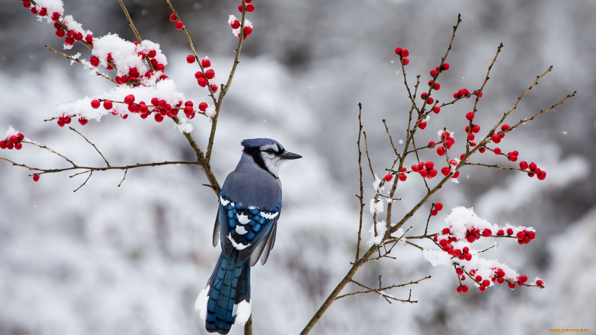 животные, сойки, сойка, зима, снег, ветки, ягоды