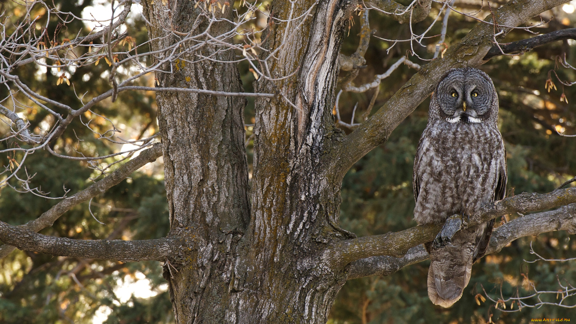 животные, совы, маскировка