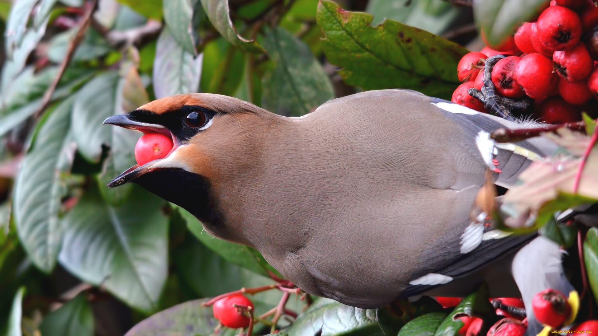 животные, свиристели, ягоды