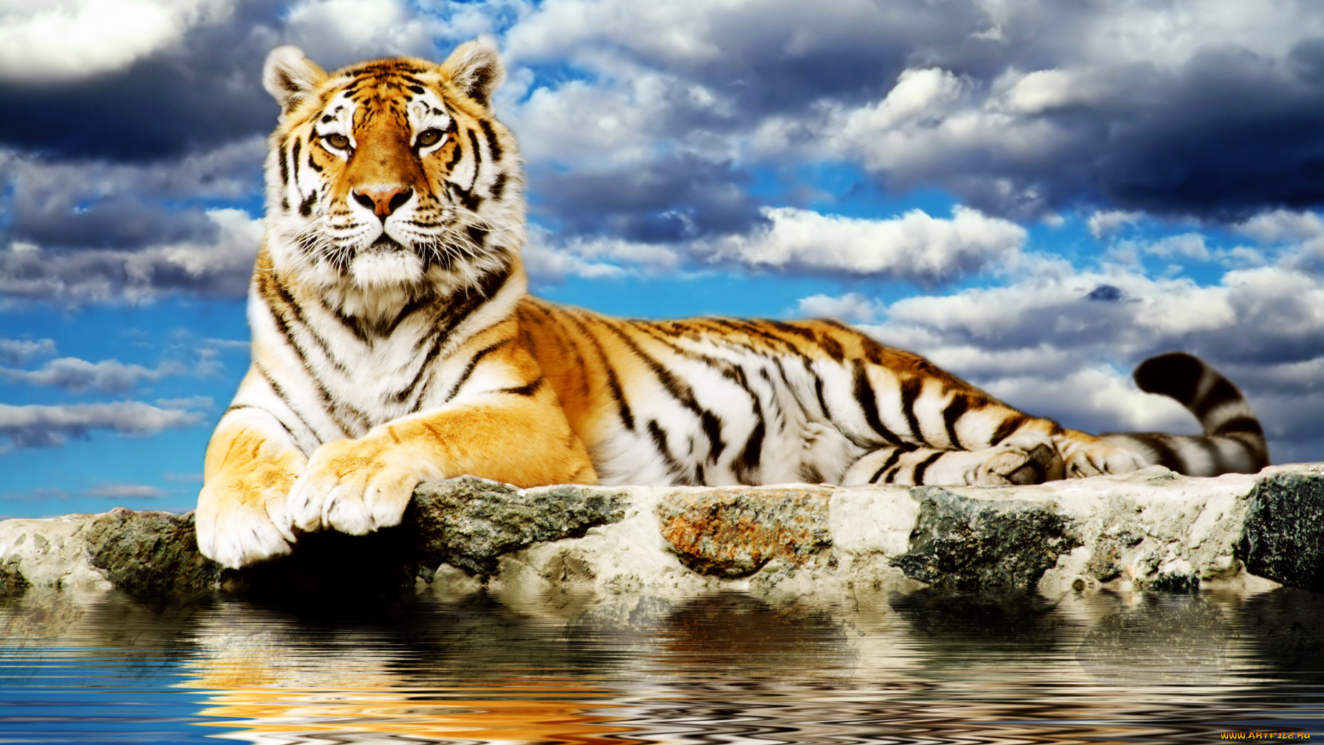 животные, тигры, облака, вода, тигр
