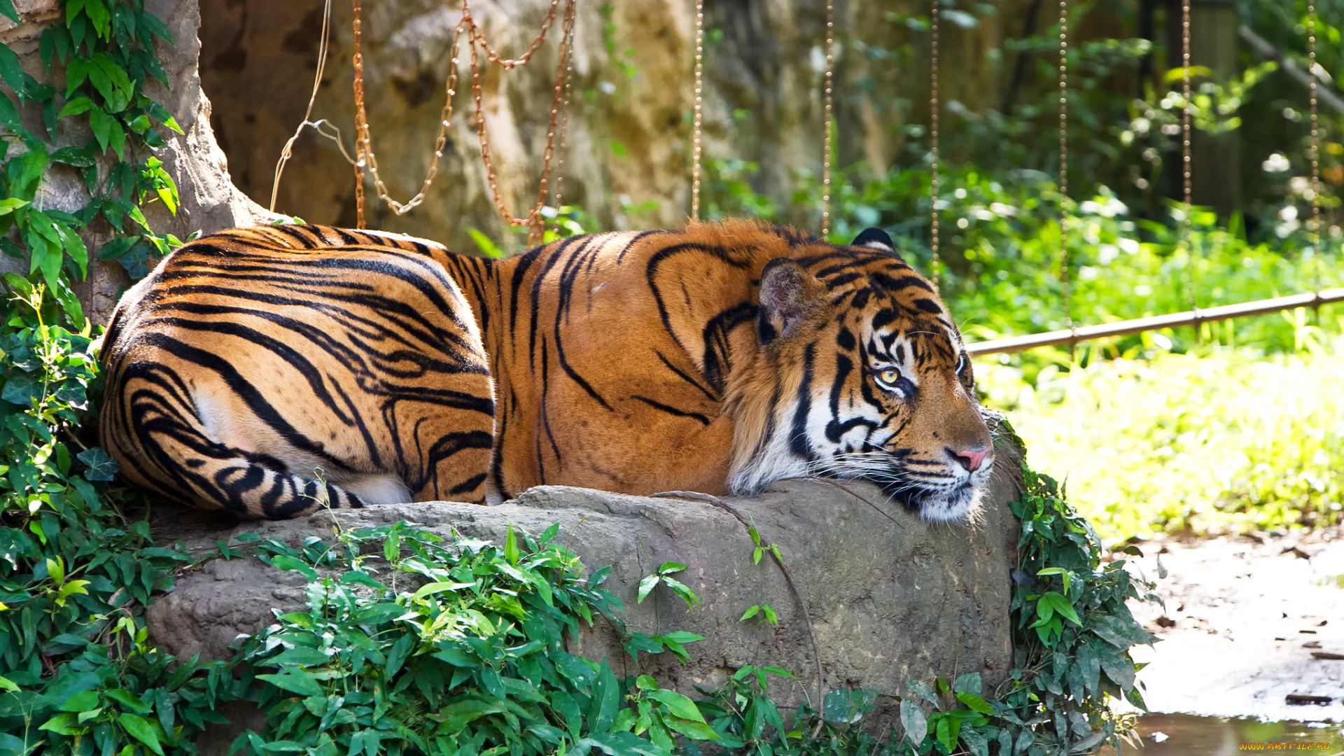 животные, тигры, суматранский, тигр, отдых, трава, камень, кошка