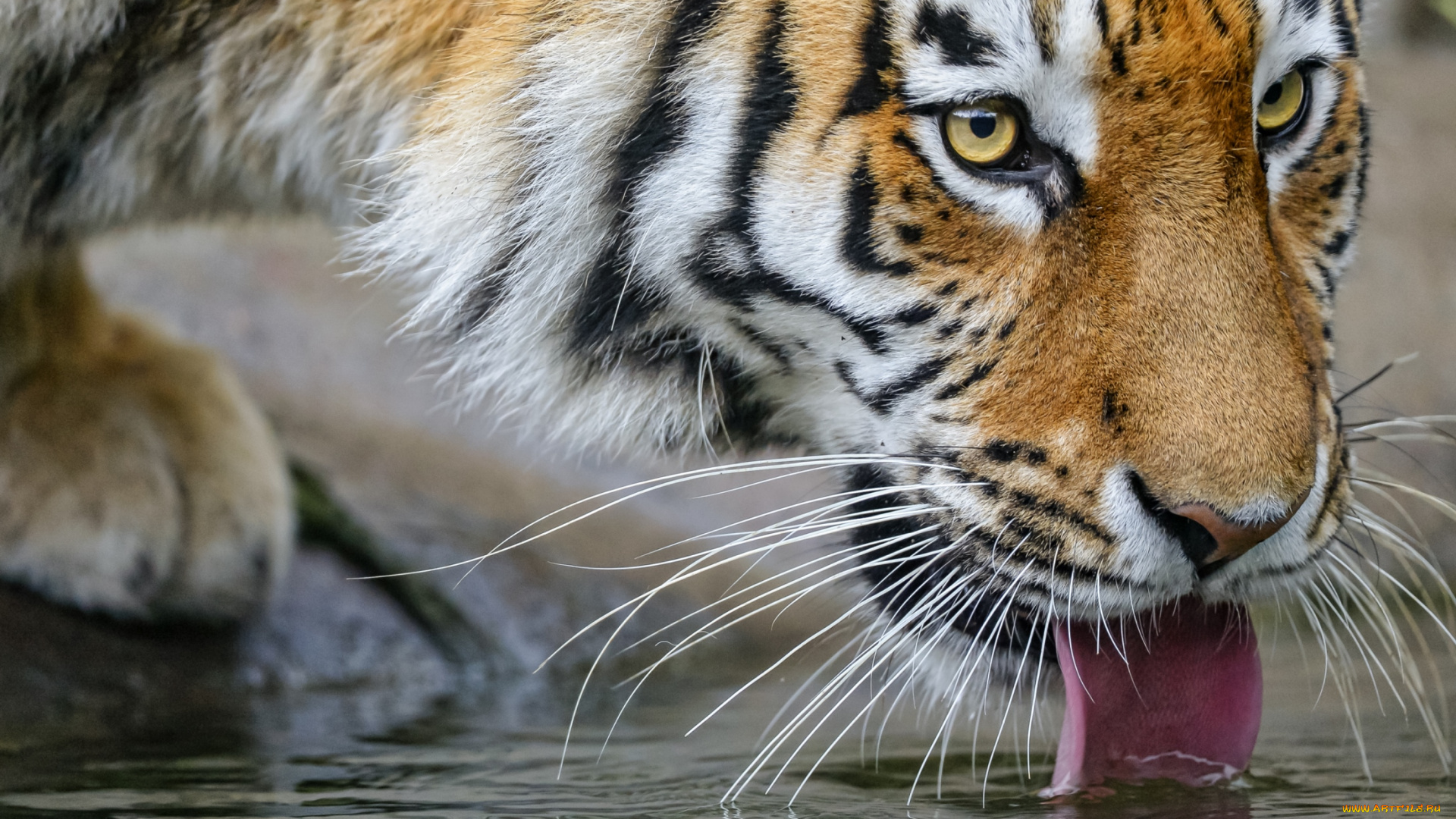 животные, тигры, водопой
