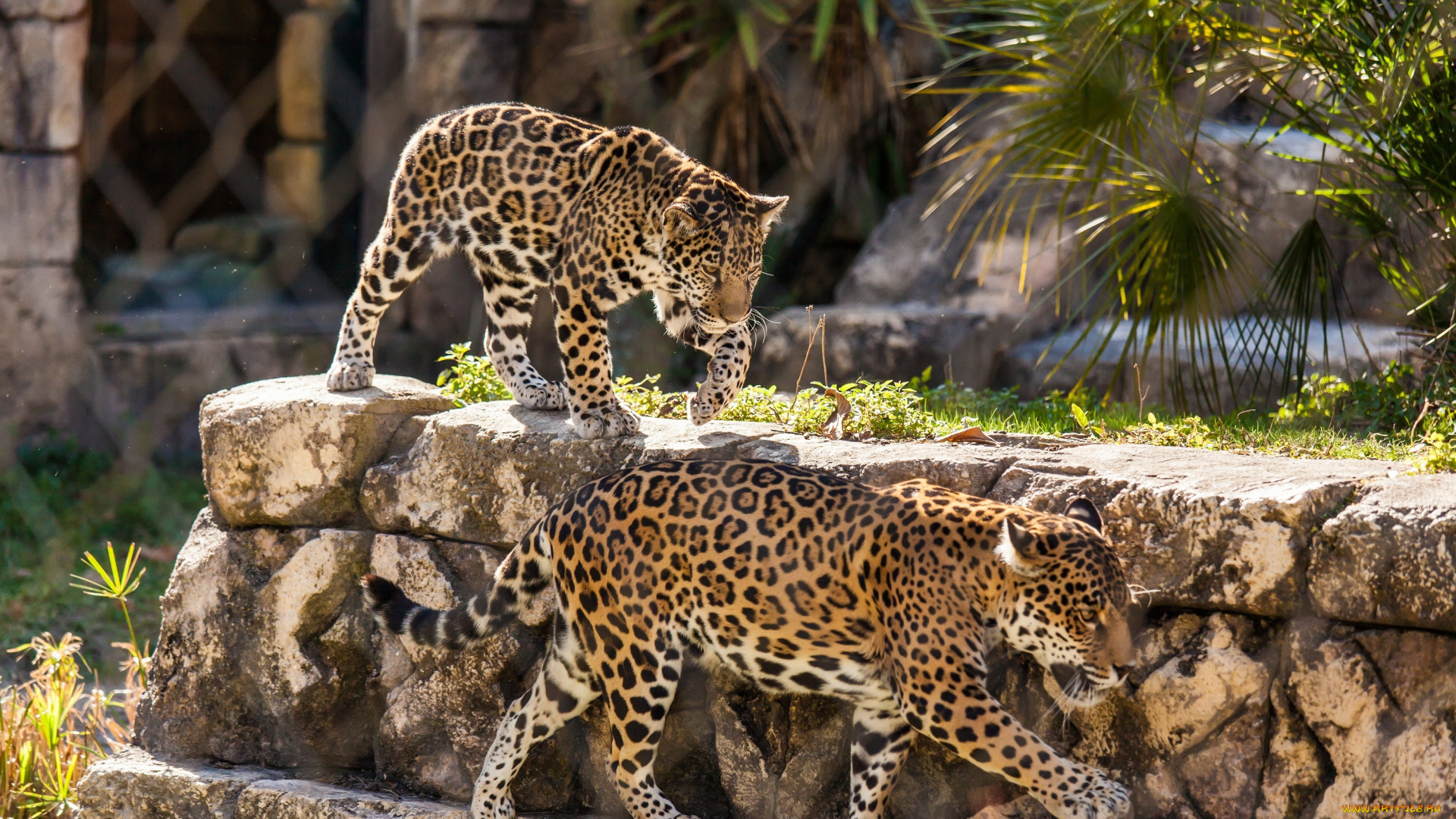 животные, Ягуары, кошки, пара, зоопарк