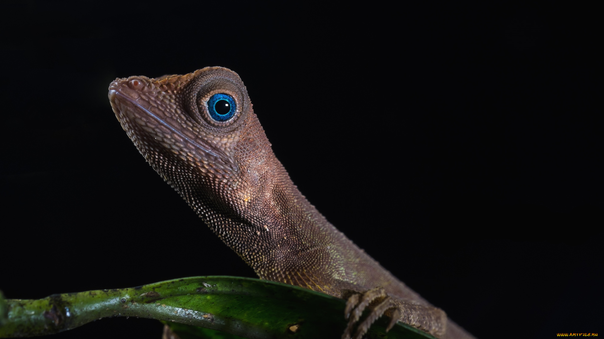 животные, Ящерицы, , игуаны, , вараны, ящерица