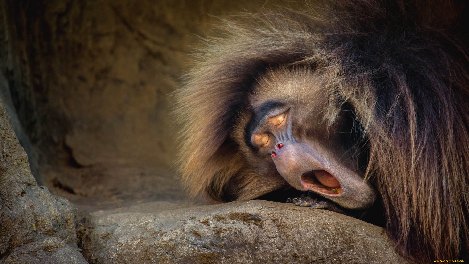 животные, обезьяны, смешной