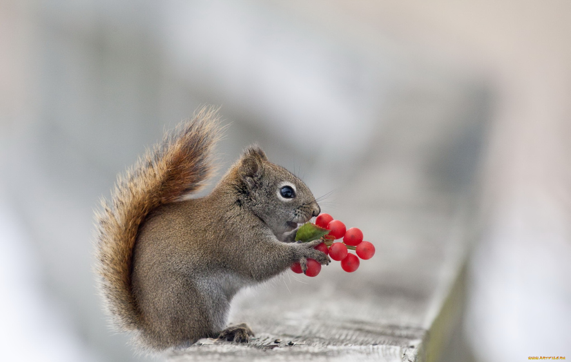 животные, белки, белка, ягоры, макро, природа