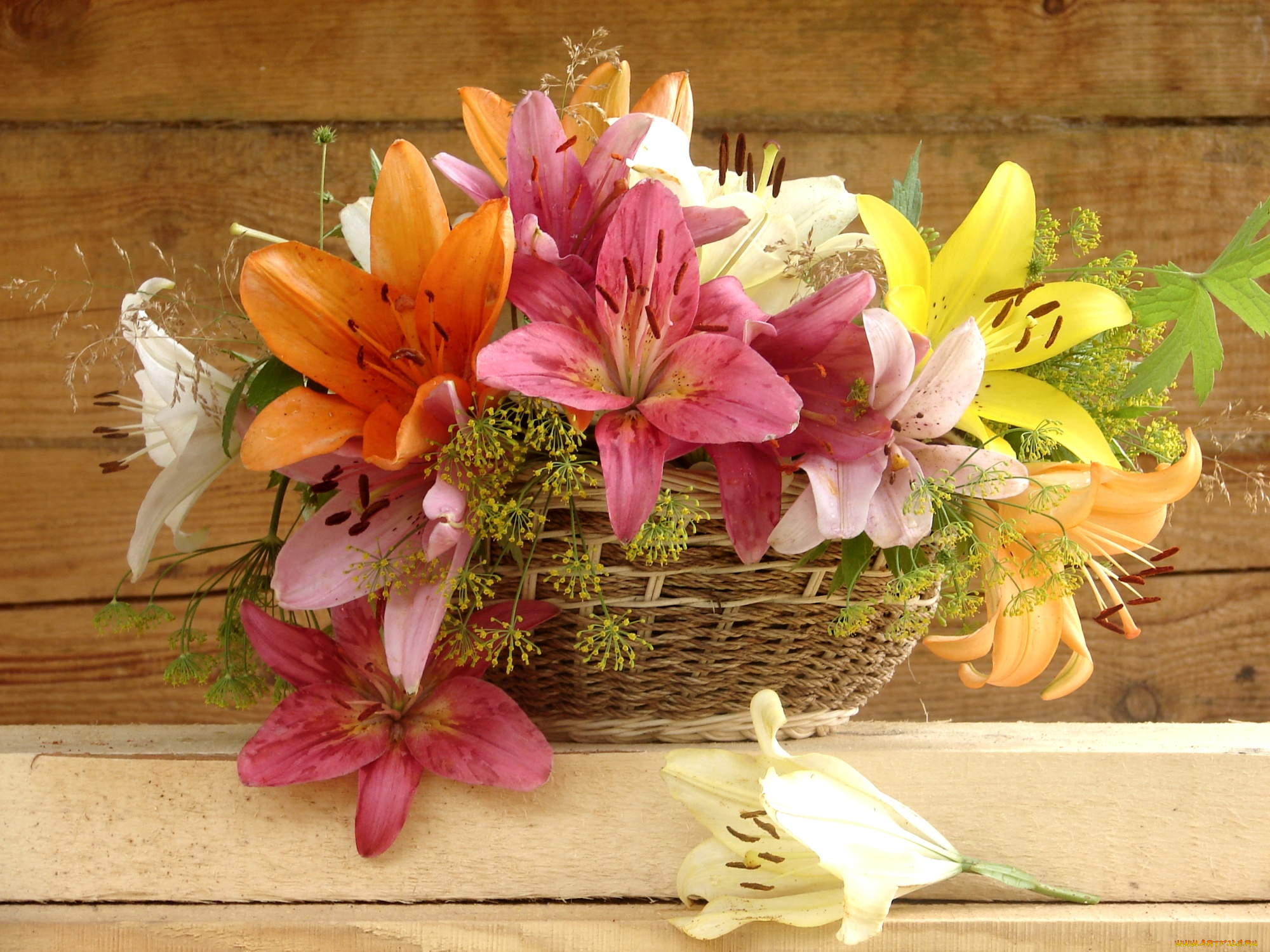 цветы, лилии, , лилейники