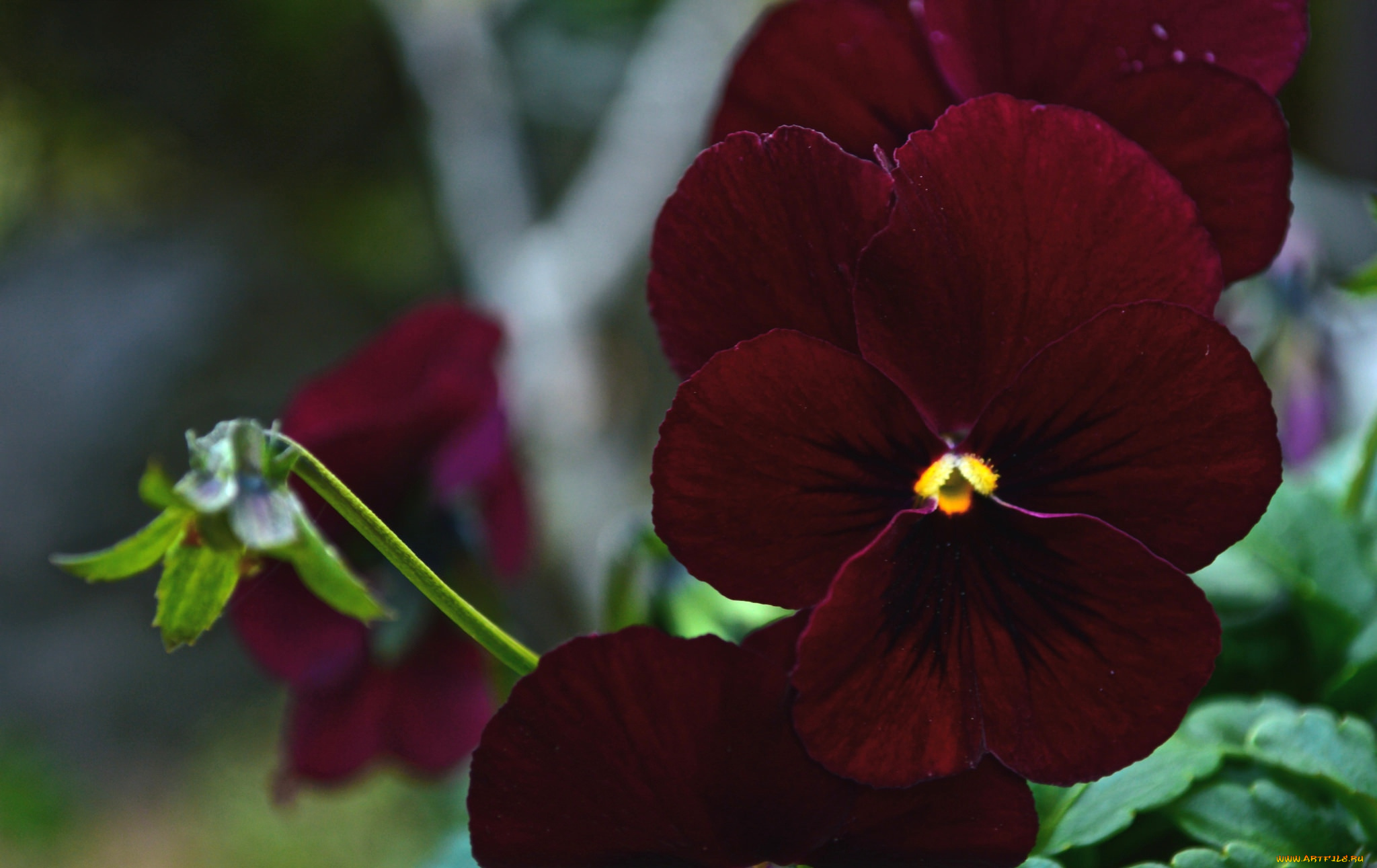 цветы, анютины, глазки, , садовые, фиалки, бордо