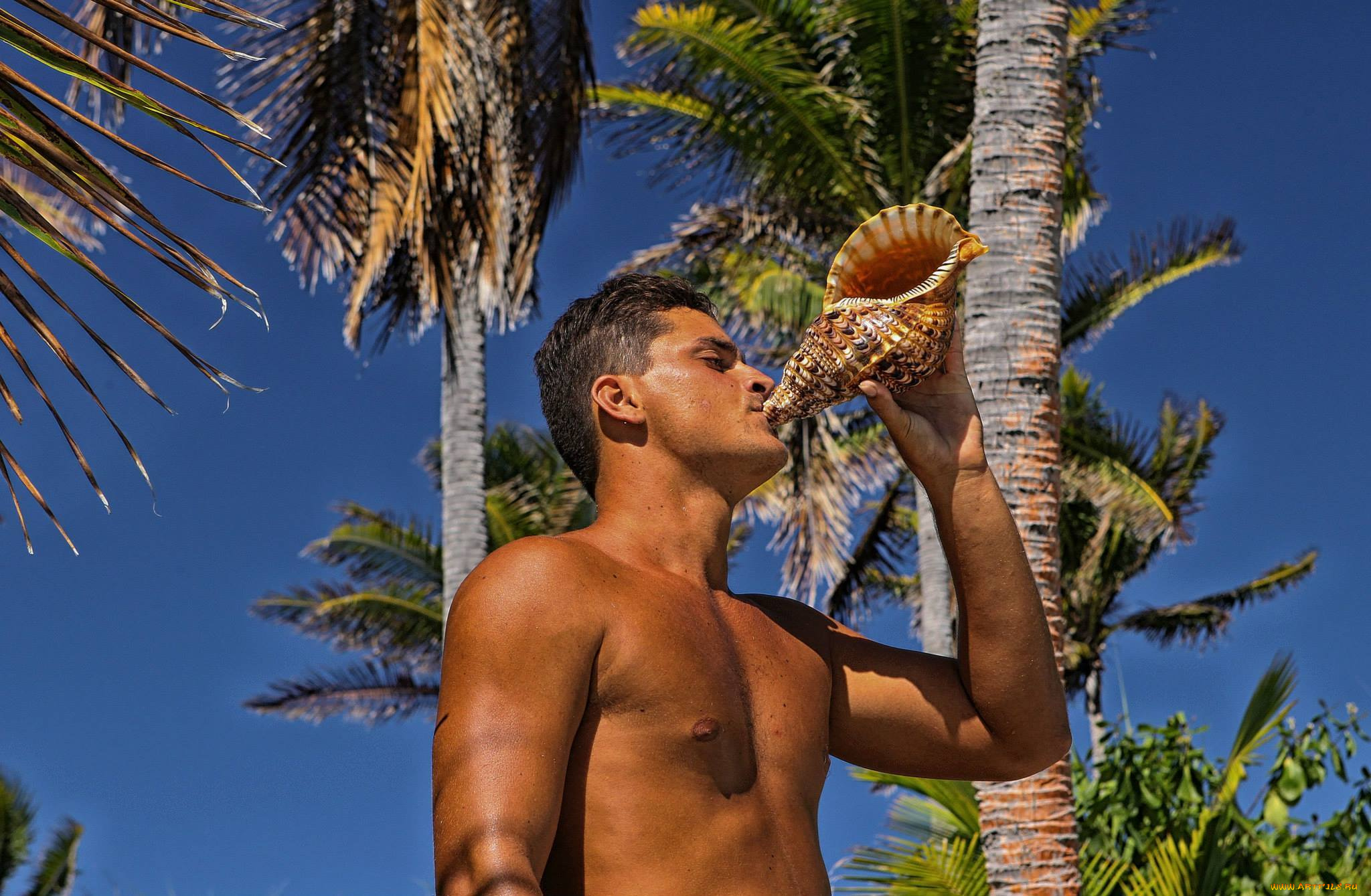 мужчины, -, unsort, парень, загар, раковина, пальмы, небо