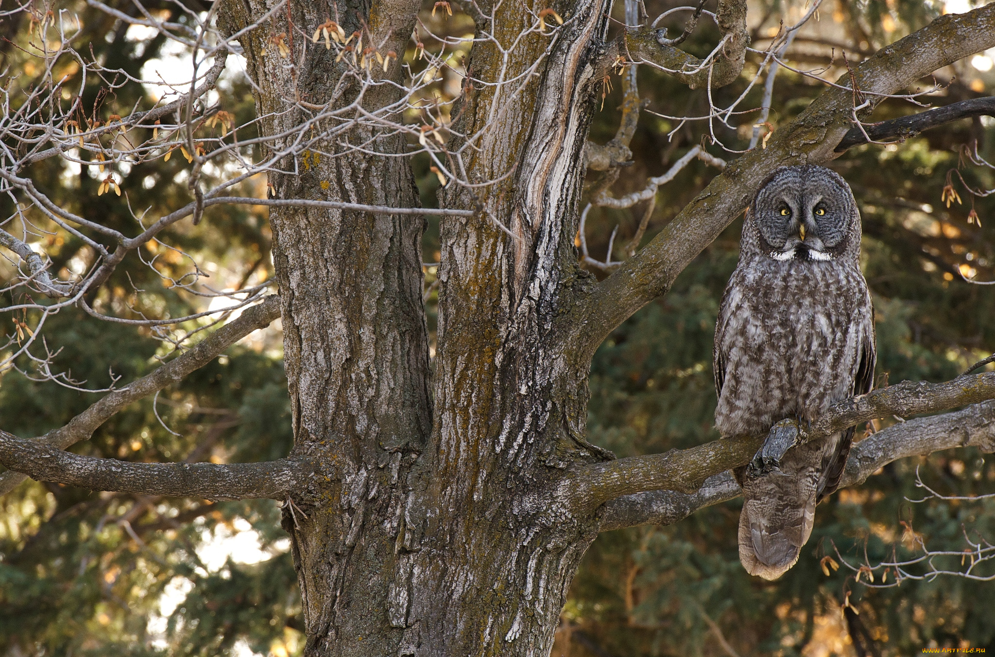 животные, совы, маскировка