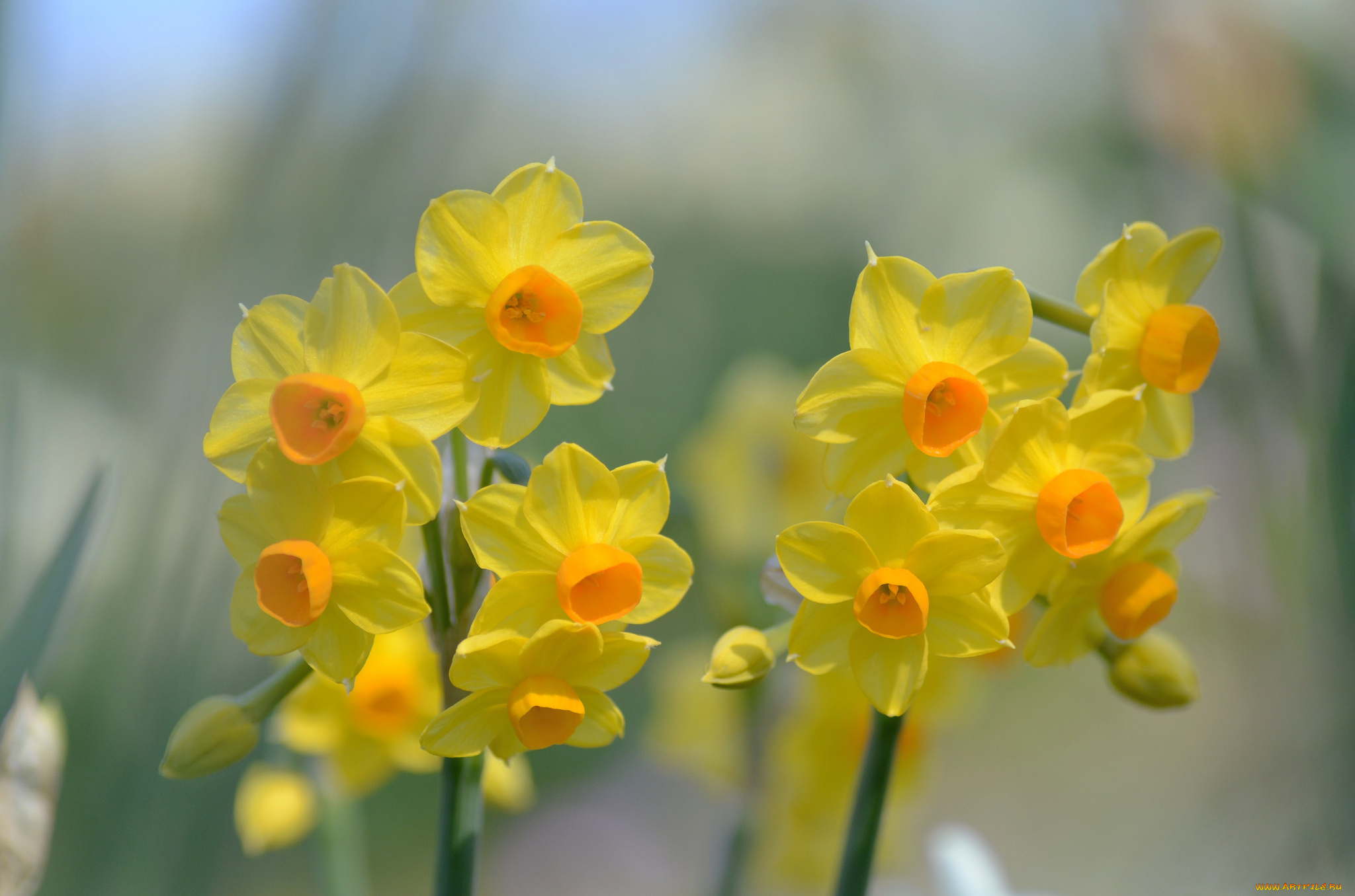 цветы, нарциссы, желтый