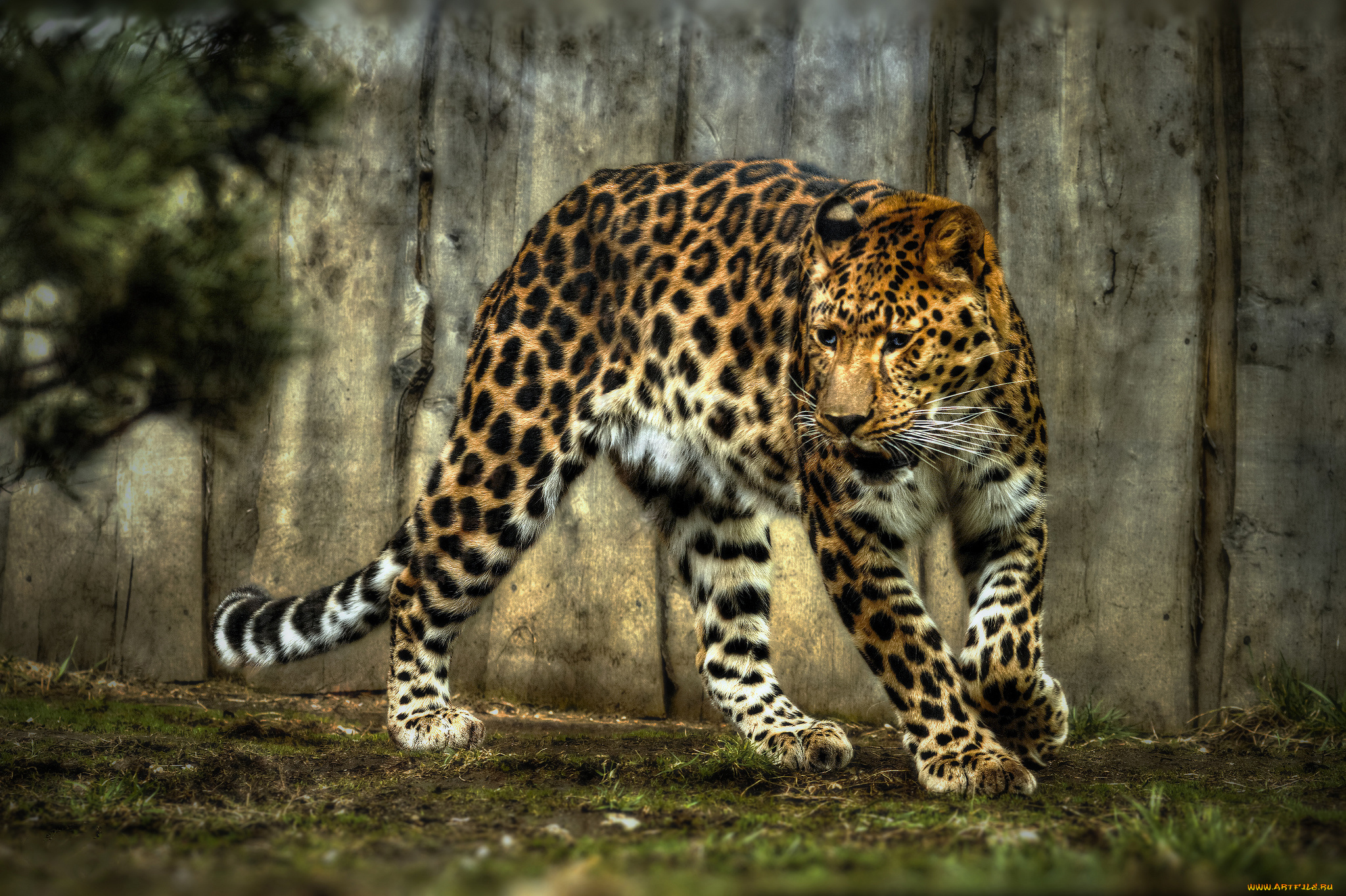 животные, леопарды, леопард, leopard, животное