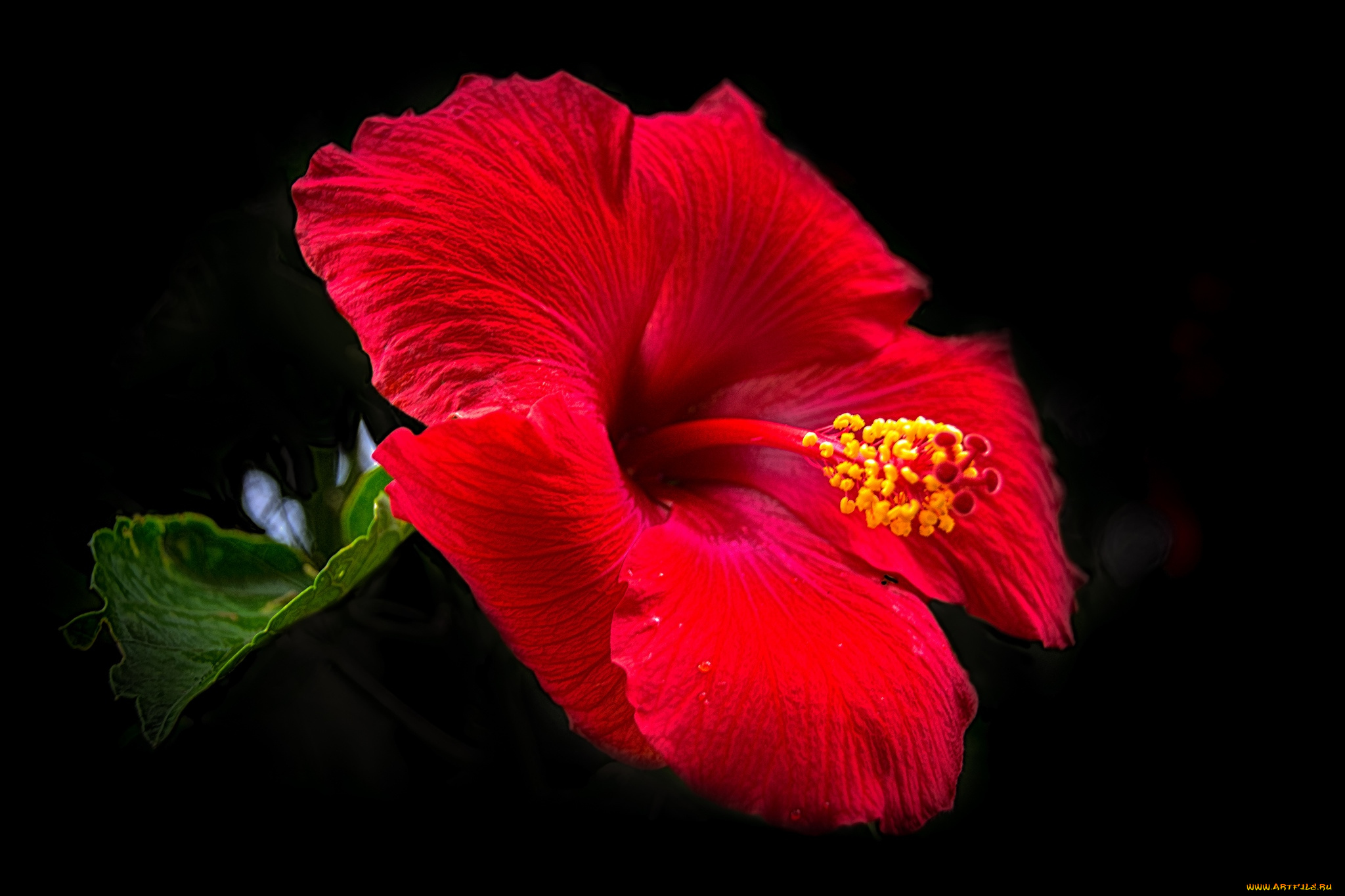 цветы, гибискусы, красный