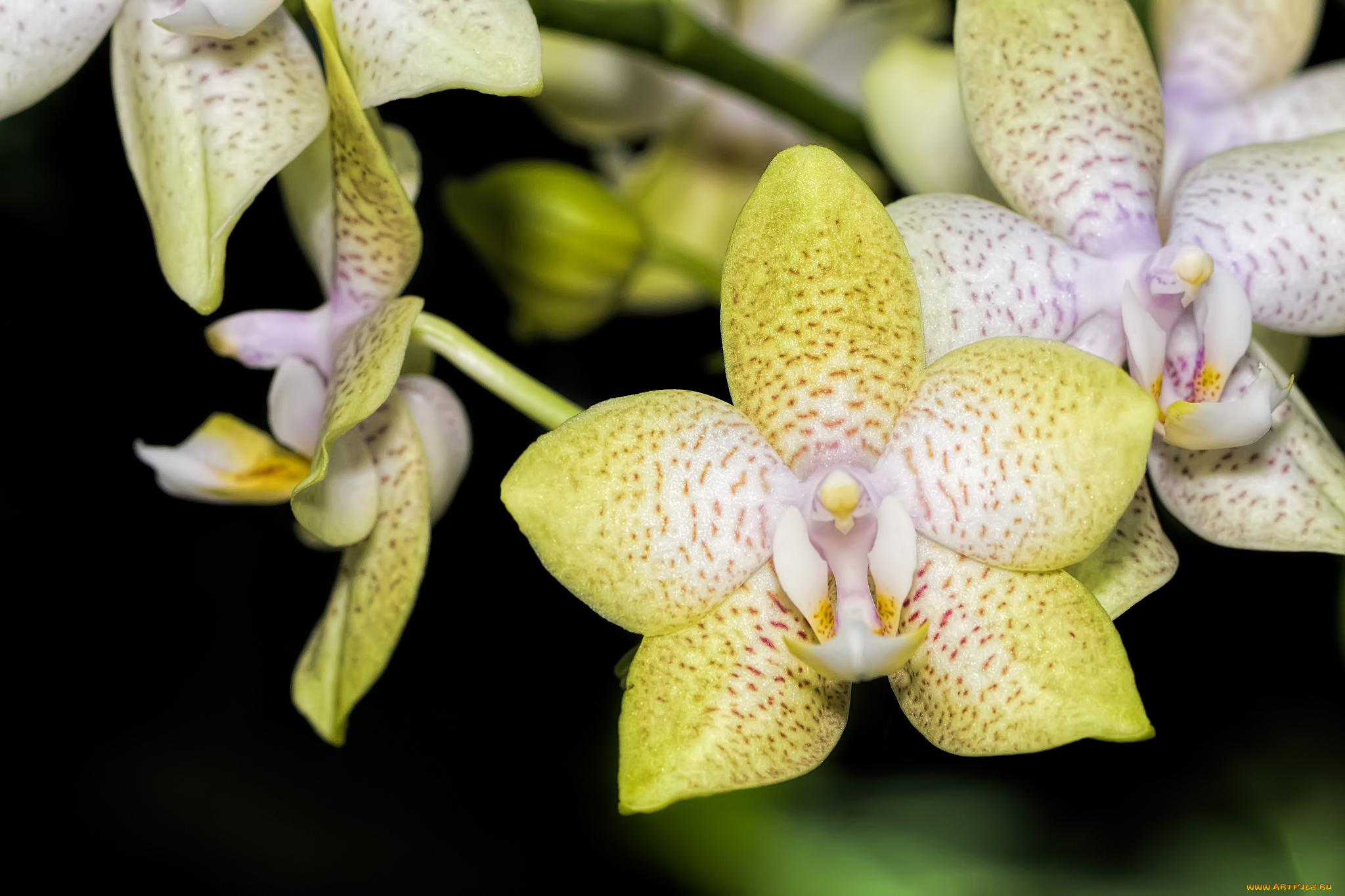 цветы, орхидеи, экзотика