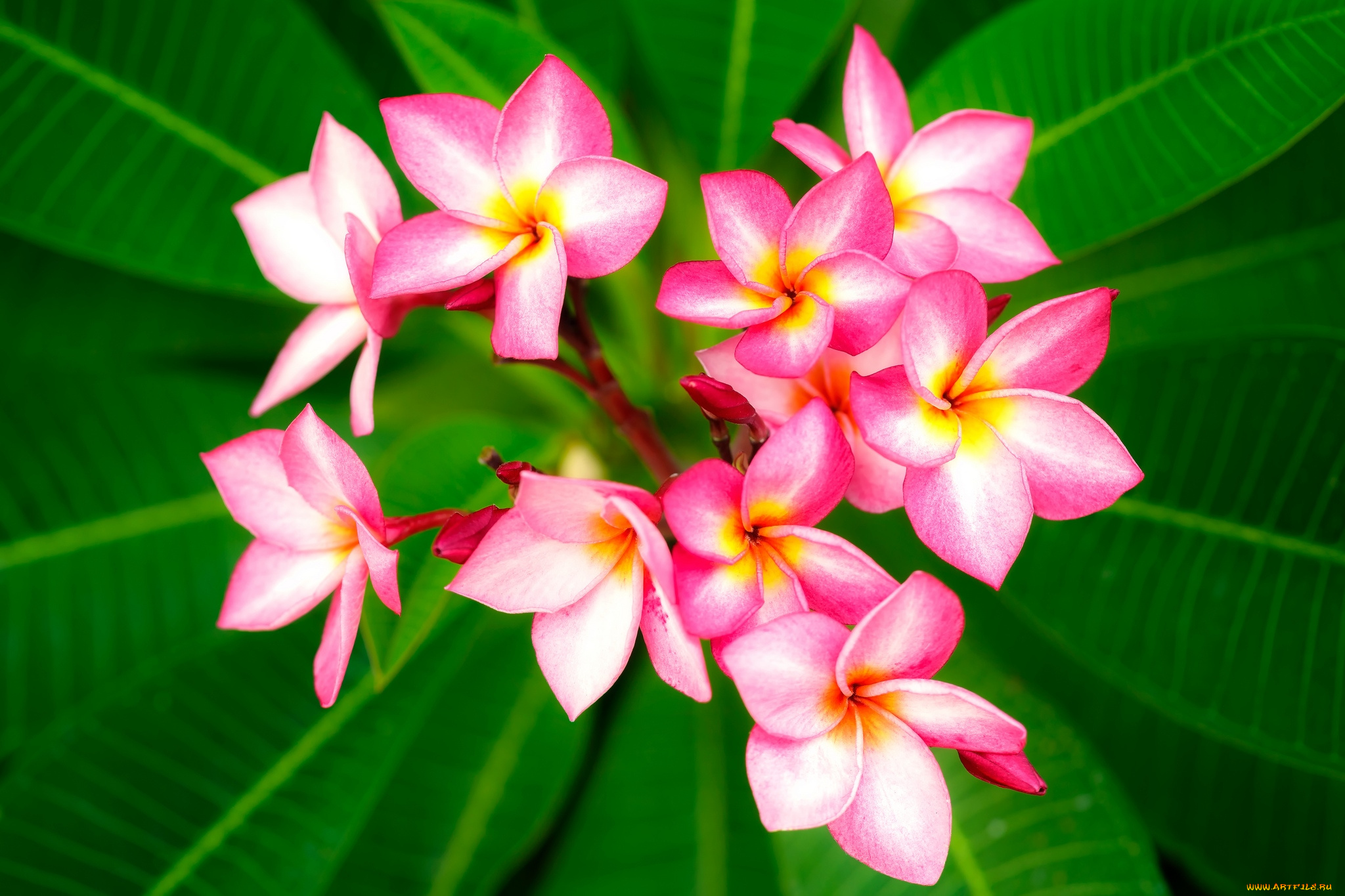 цветы, плюмерия, тропики