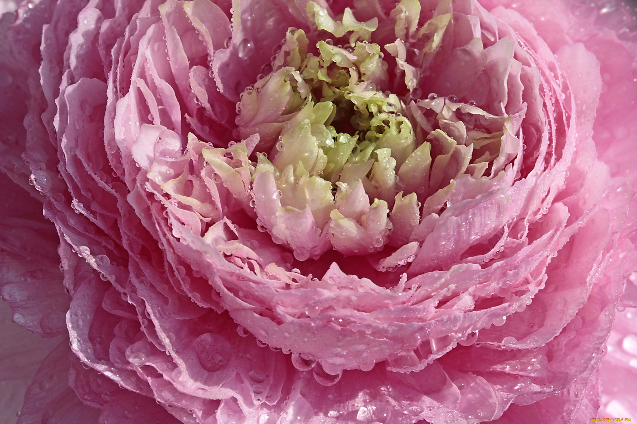 цветы, ранункулюс, , азиатский, лютик, макро