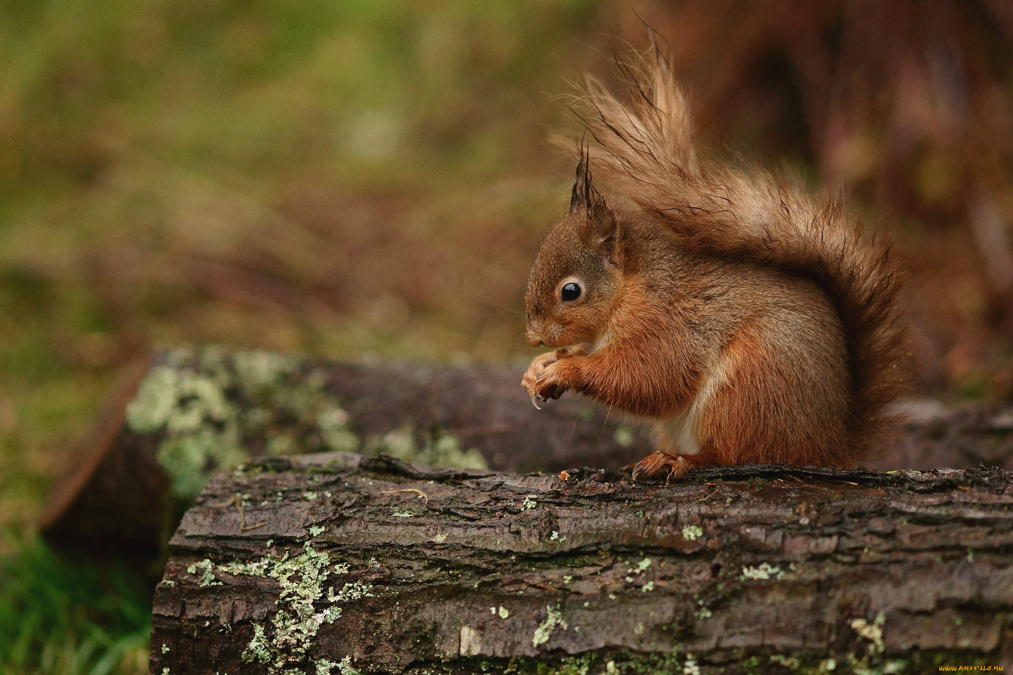 животные, белки, зверек