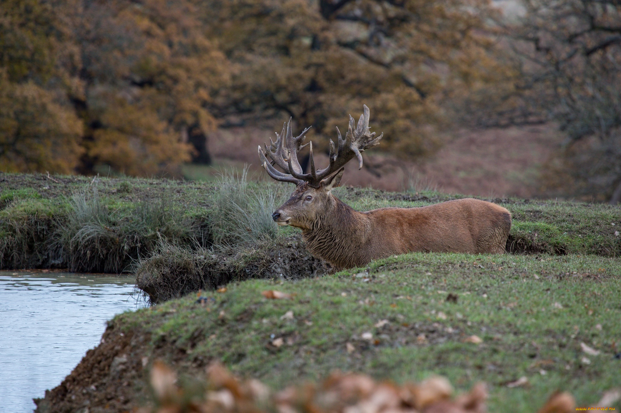 животные, олени, берег, лес, рога, красавец