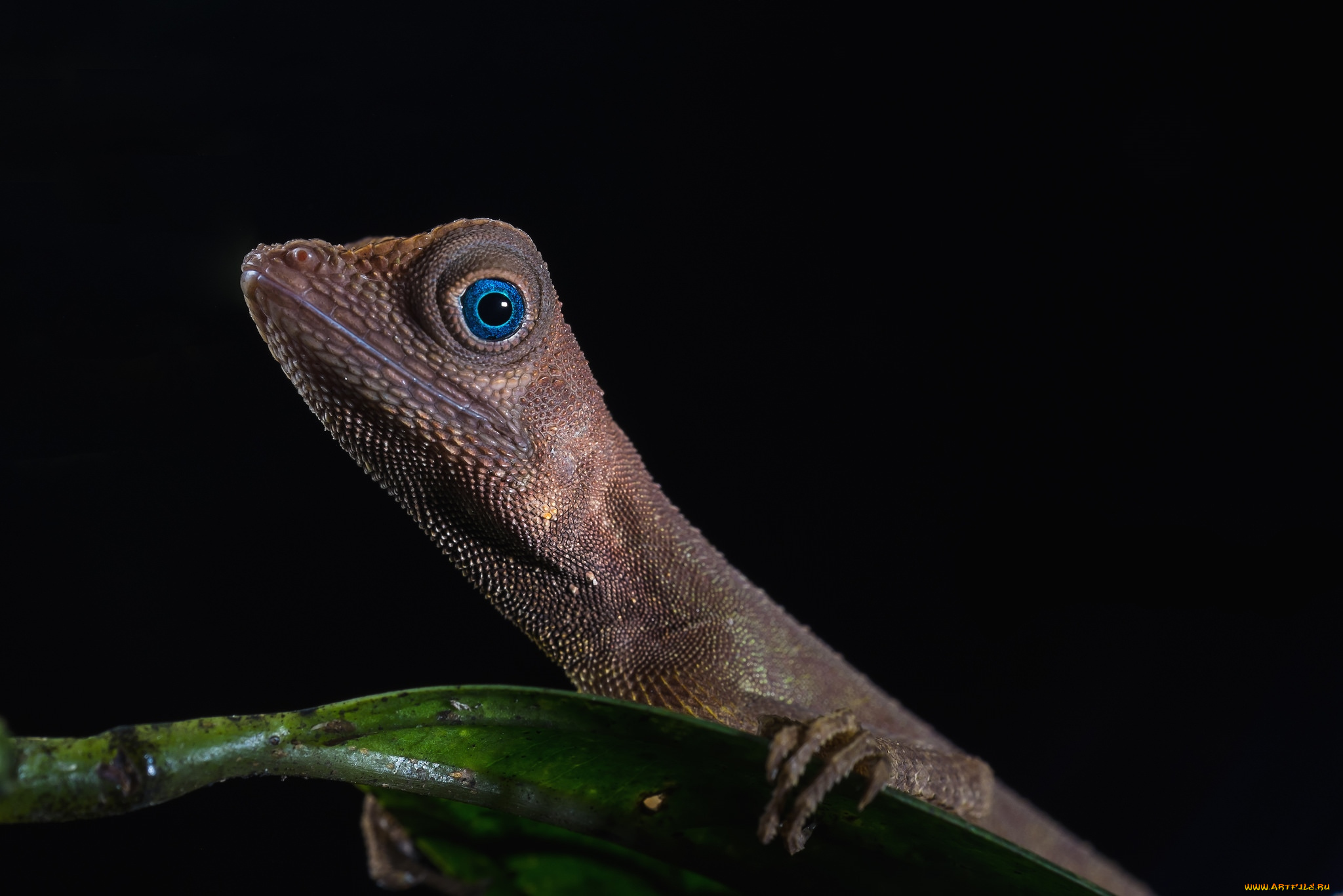 животные, Ящерицы, , игуаны, , вараны, ящерица