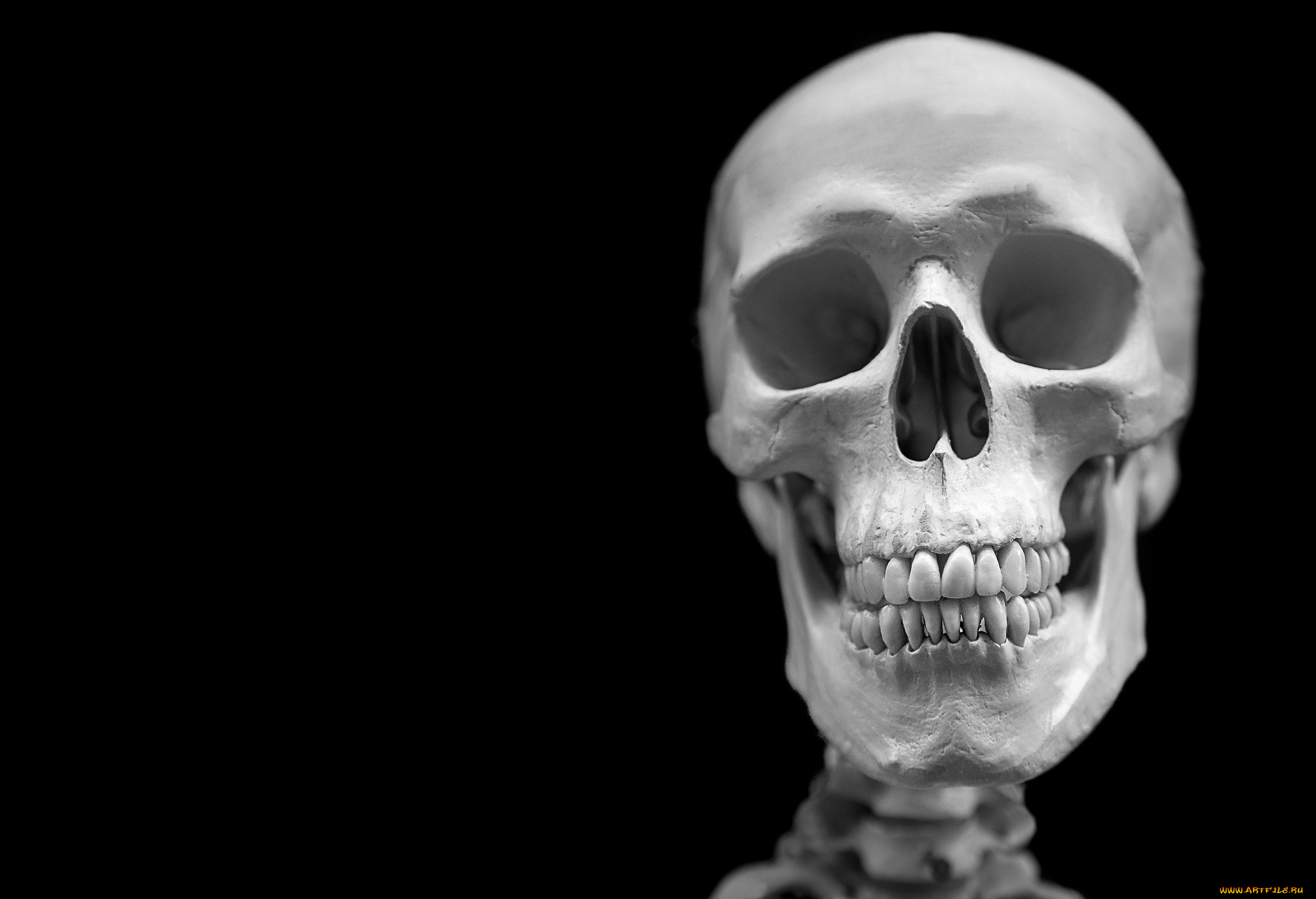 разное, кости, , рентген, череп