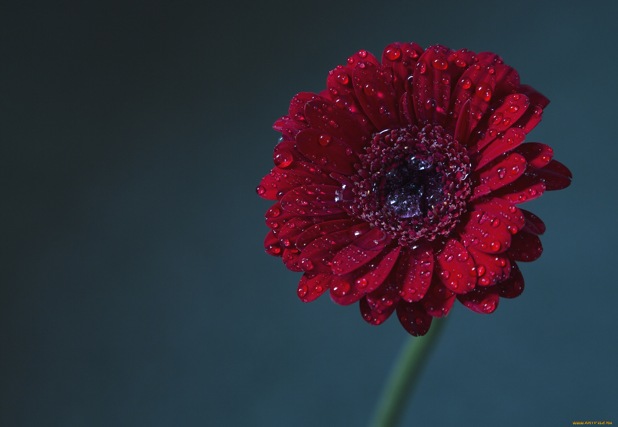 цветы, герберы, бордо