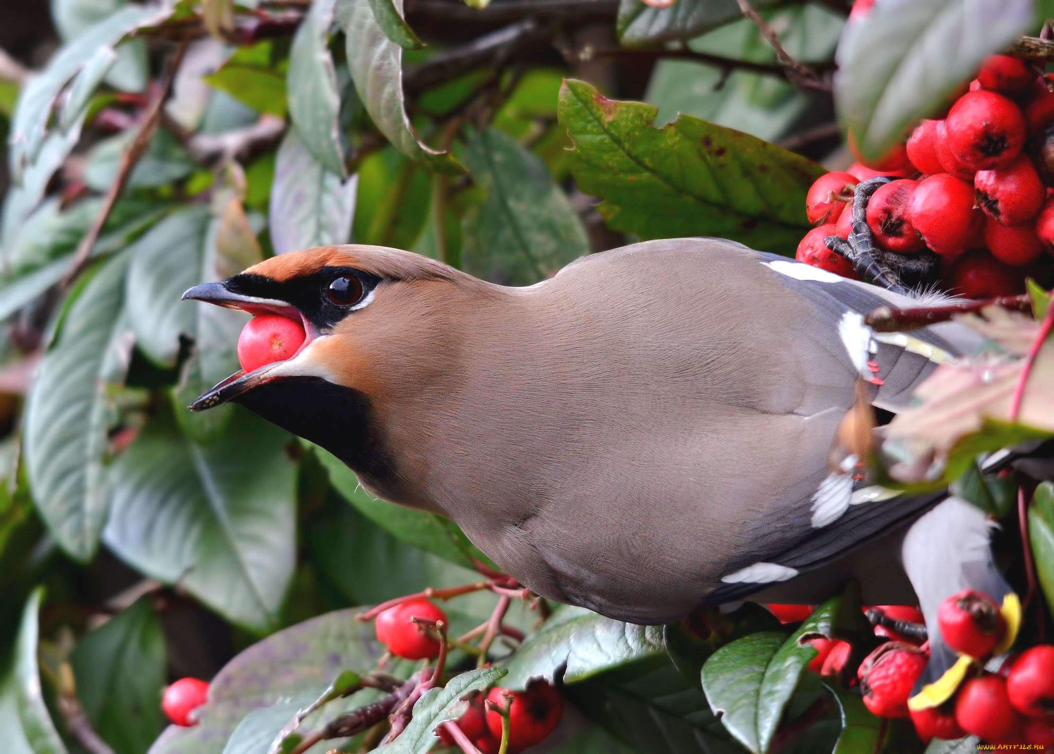 животные, свиристели, ягоды
