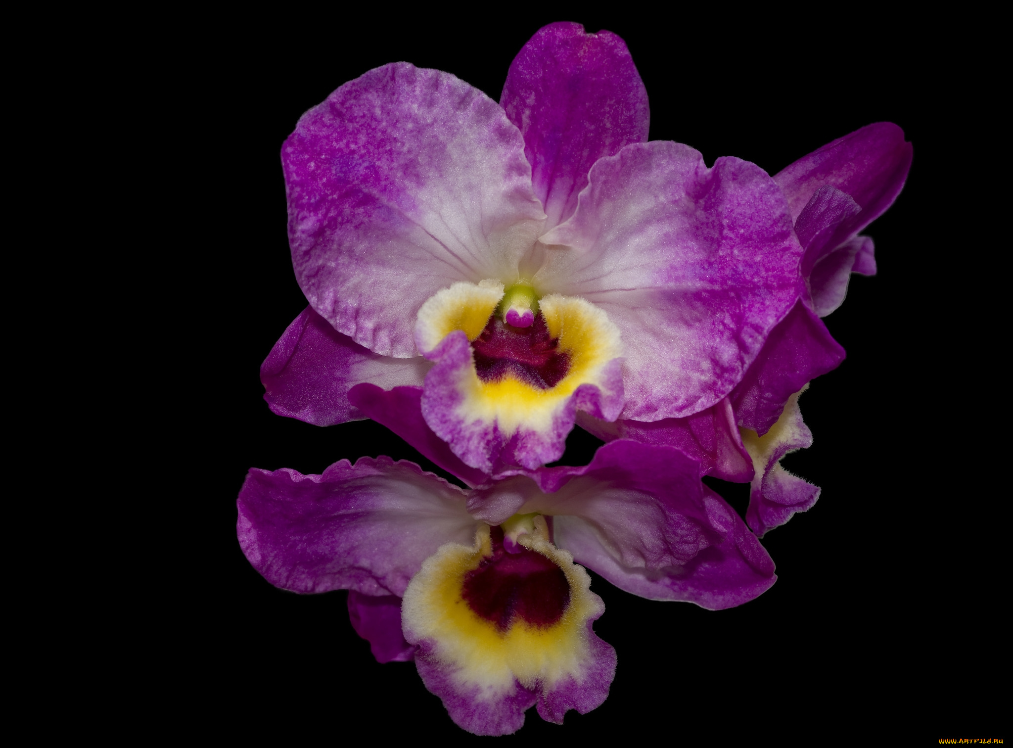 цветы, орхидеи, экзотика